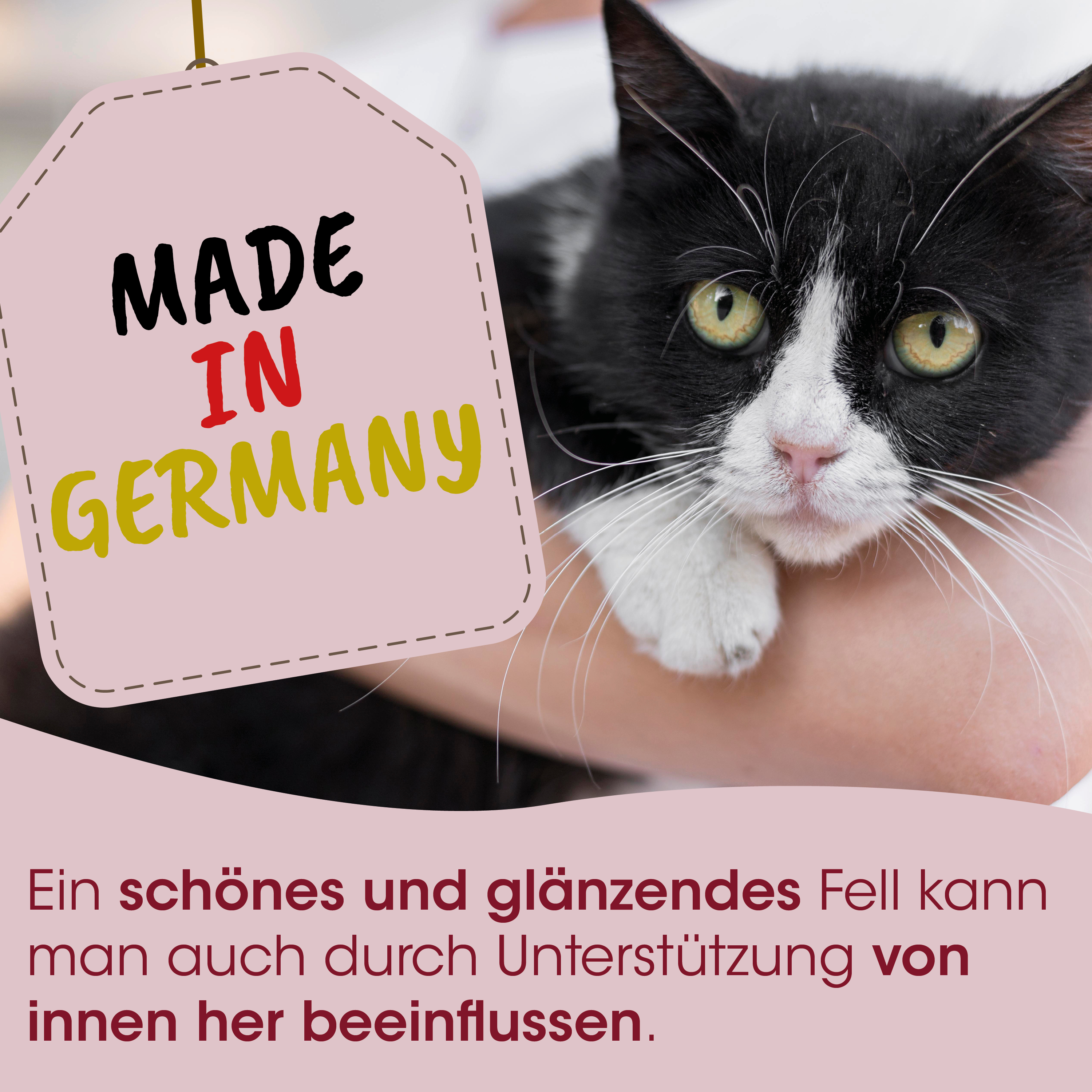 Katze, schwarz weiß, Tag, Made in Germany, Haustier
