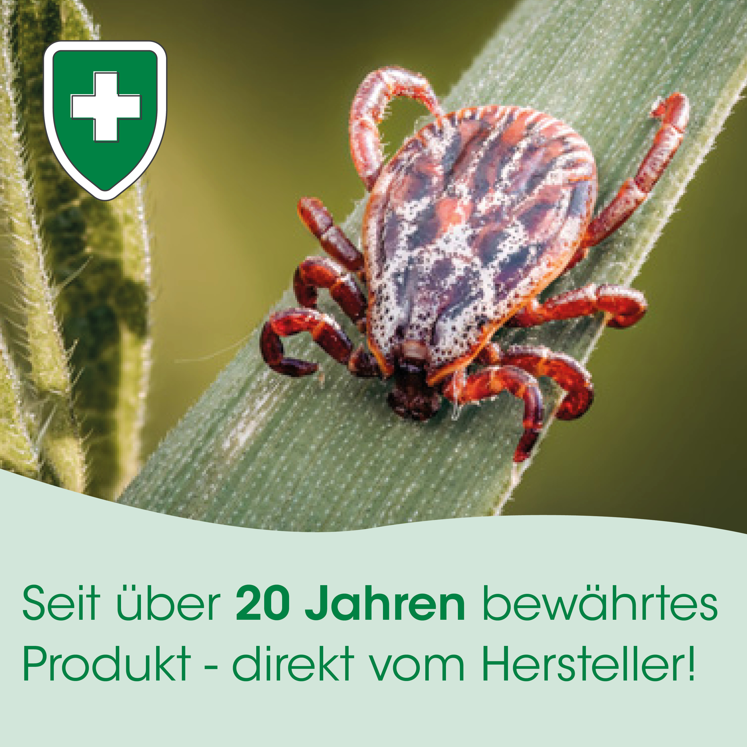 tick, schild, insekt, laus, makro