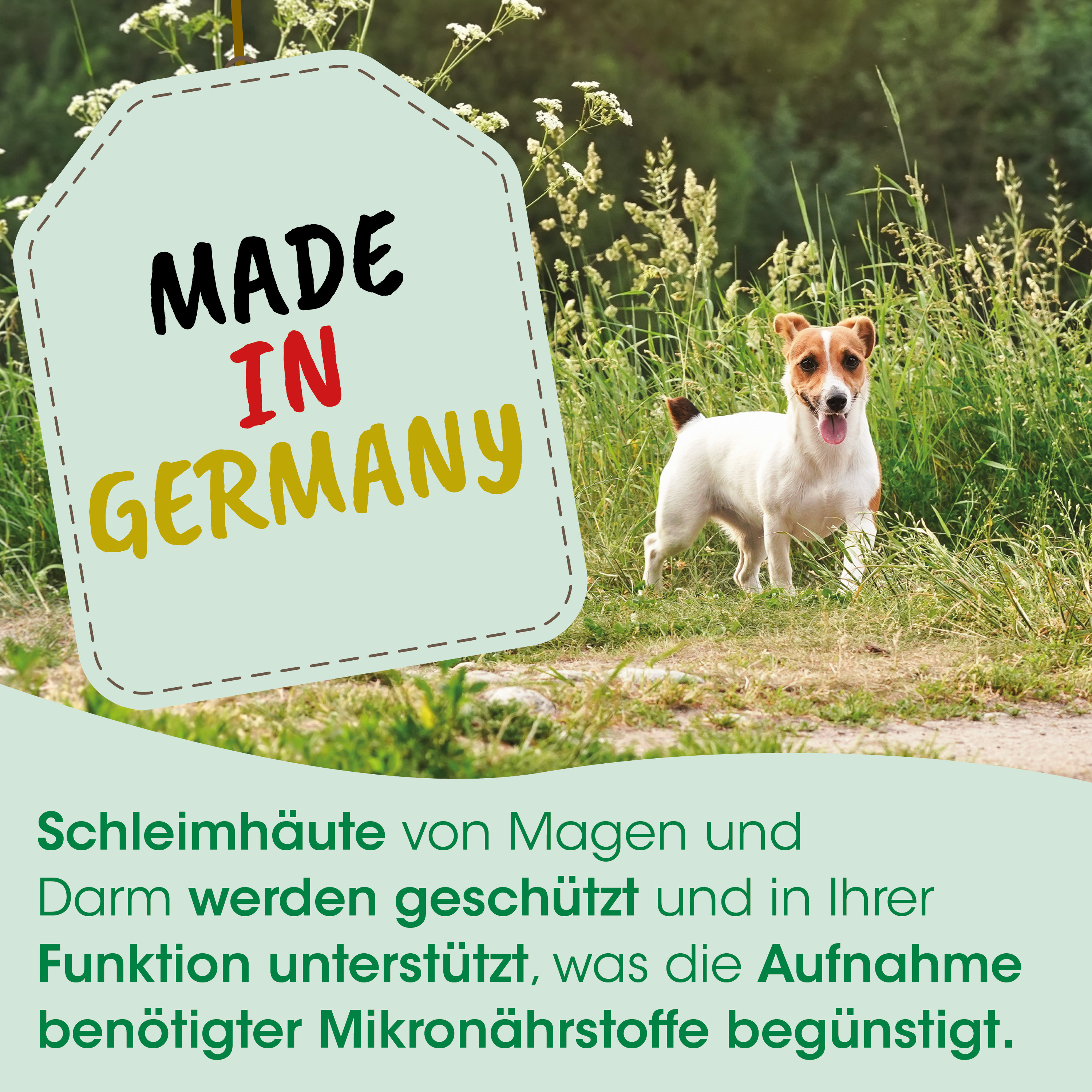 Hund, im Freien, Gras, Etikett, Hergestellt in Deutschland