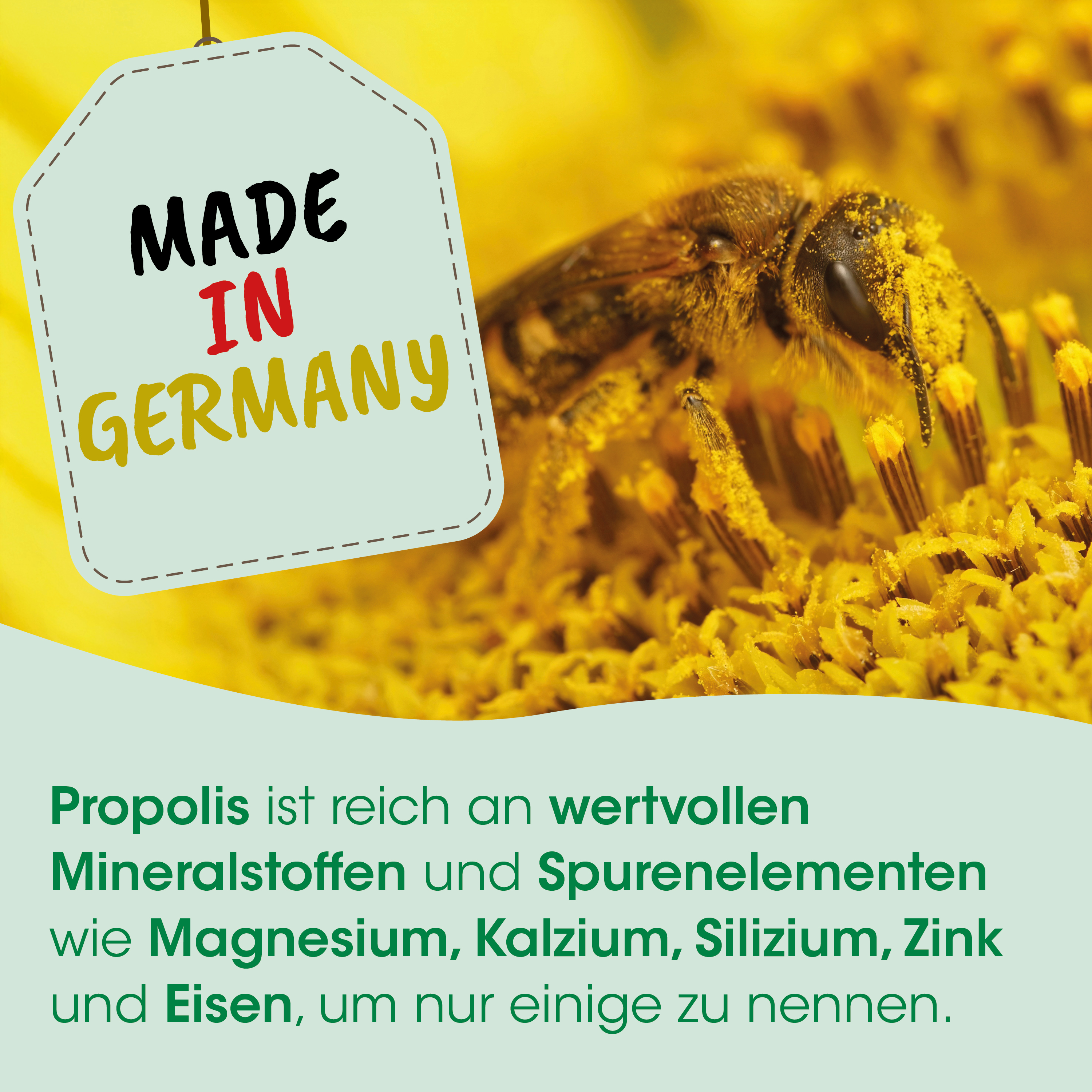 biene, honig, blume, bestäubung, honigwabe