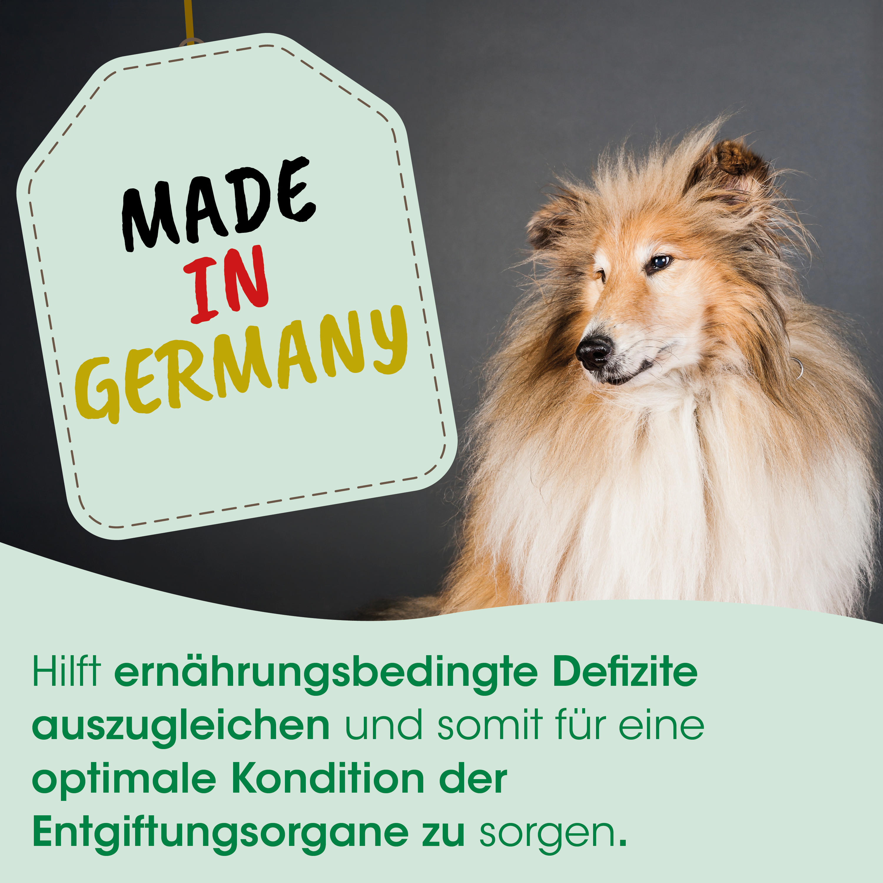 Hund, Collie, Langhaar, Braun, Etikett