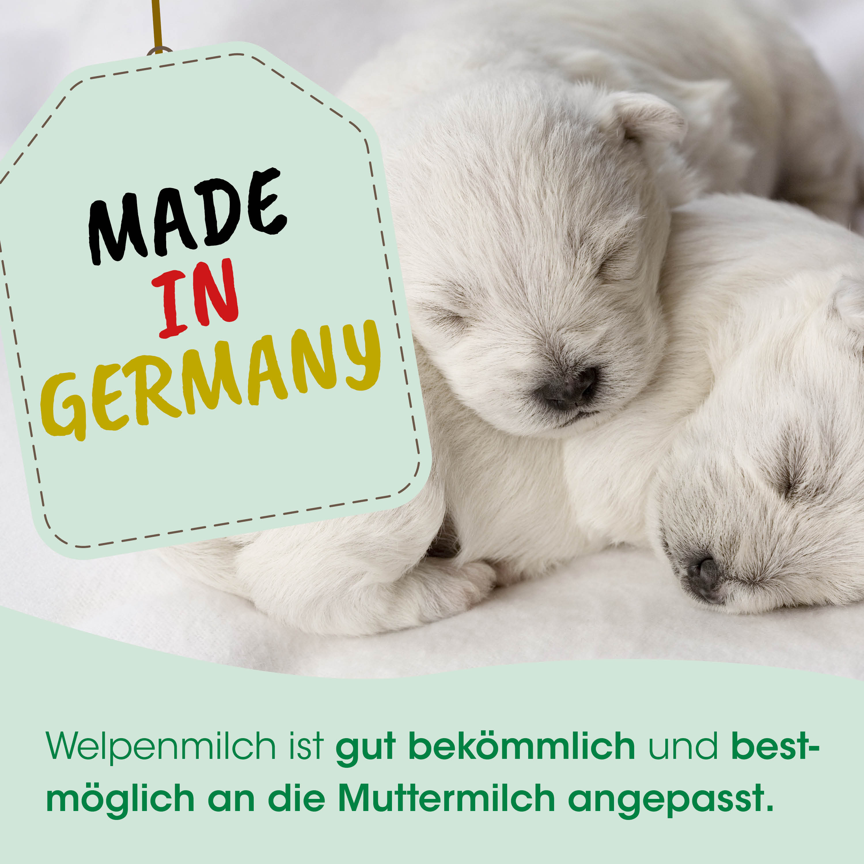 Tier, Hund, Säugetier, Haustier