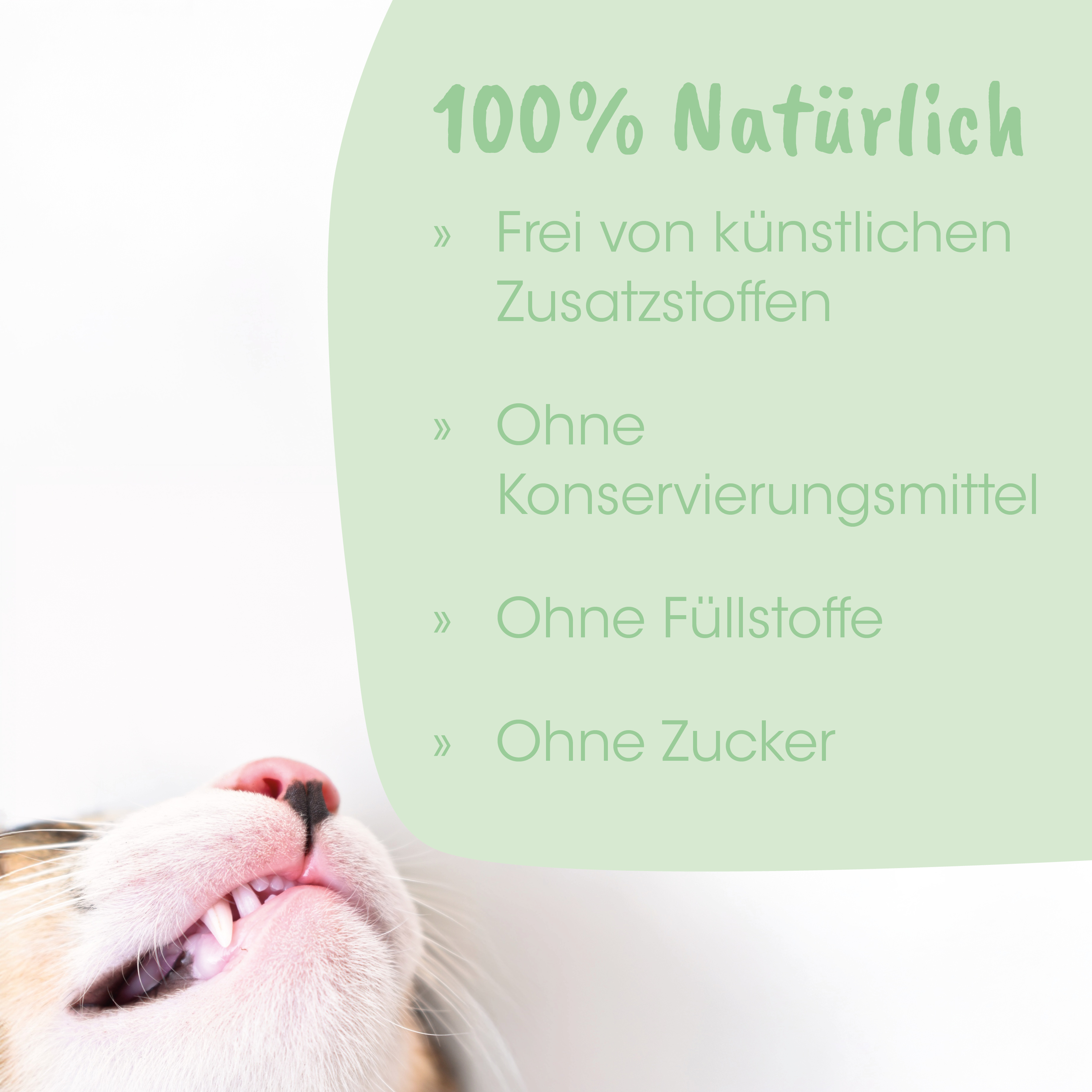 Katze, Katze Zähne, Gesicht, Maul, Felidae
