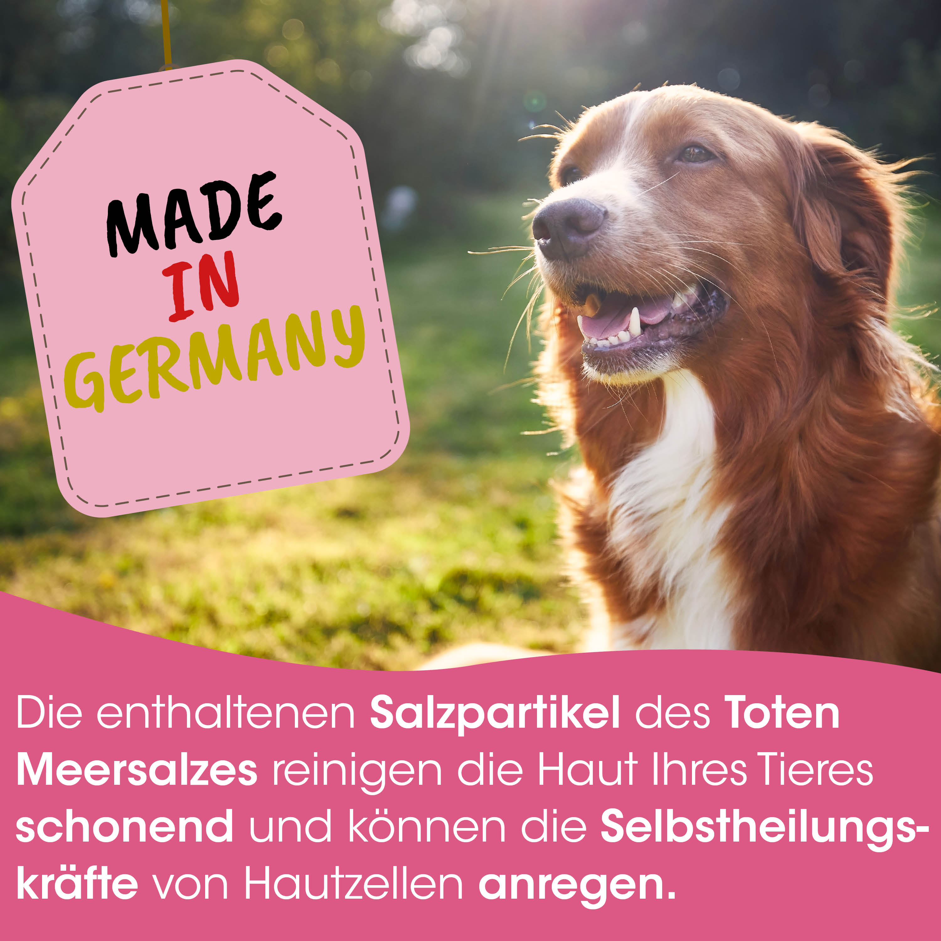 Hund, braun, weiße Brust, im Freien, Tierpflege