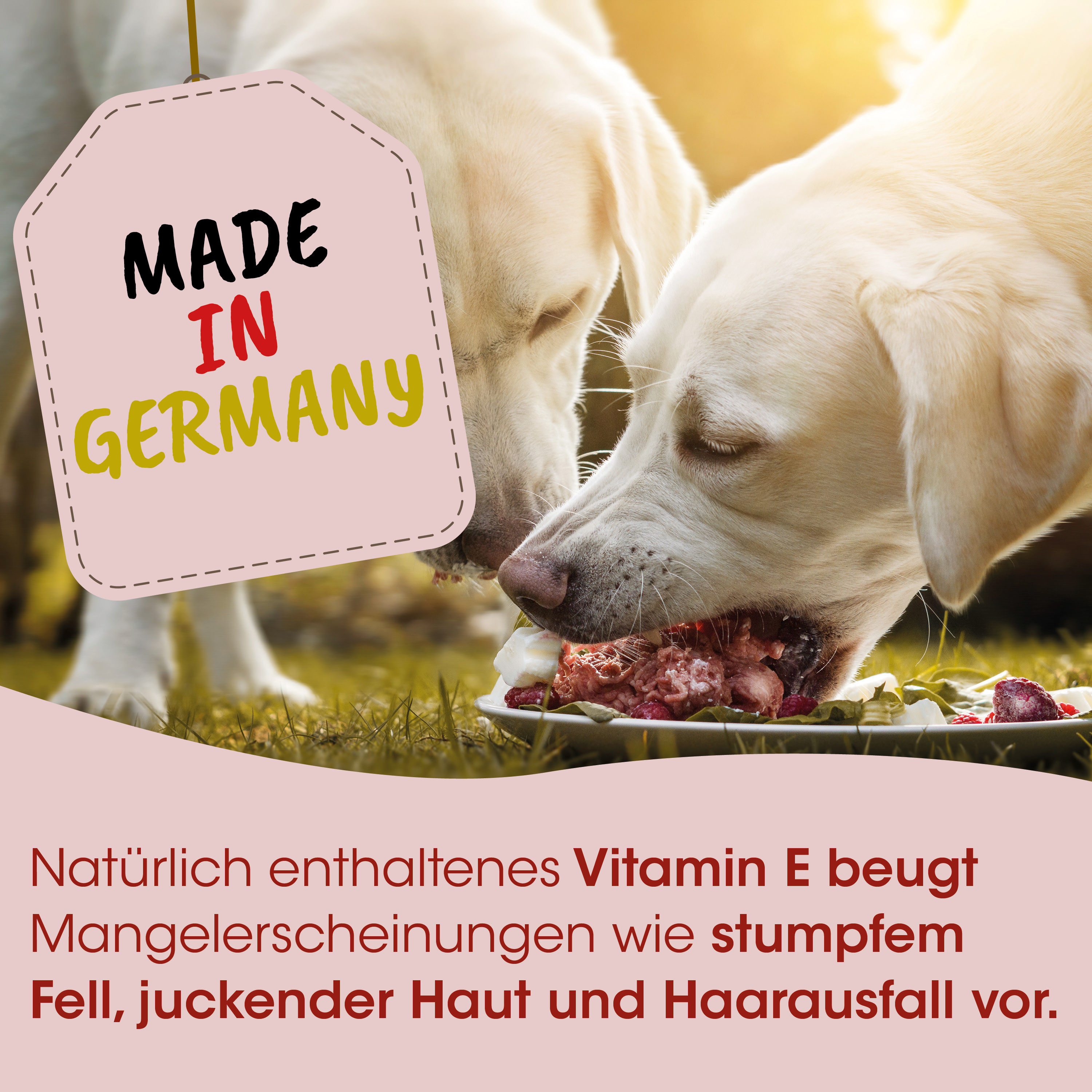Gebraucht, Hund, Nassfutter, Vitamin-E, Germany
