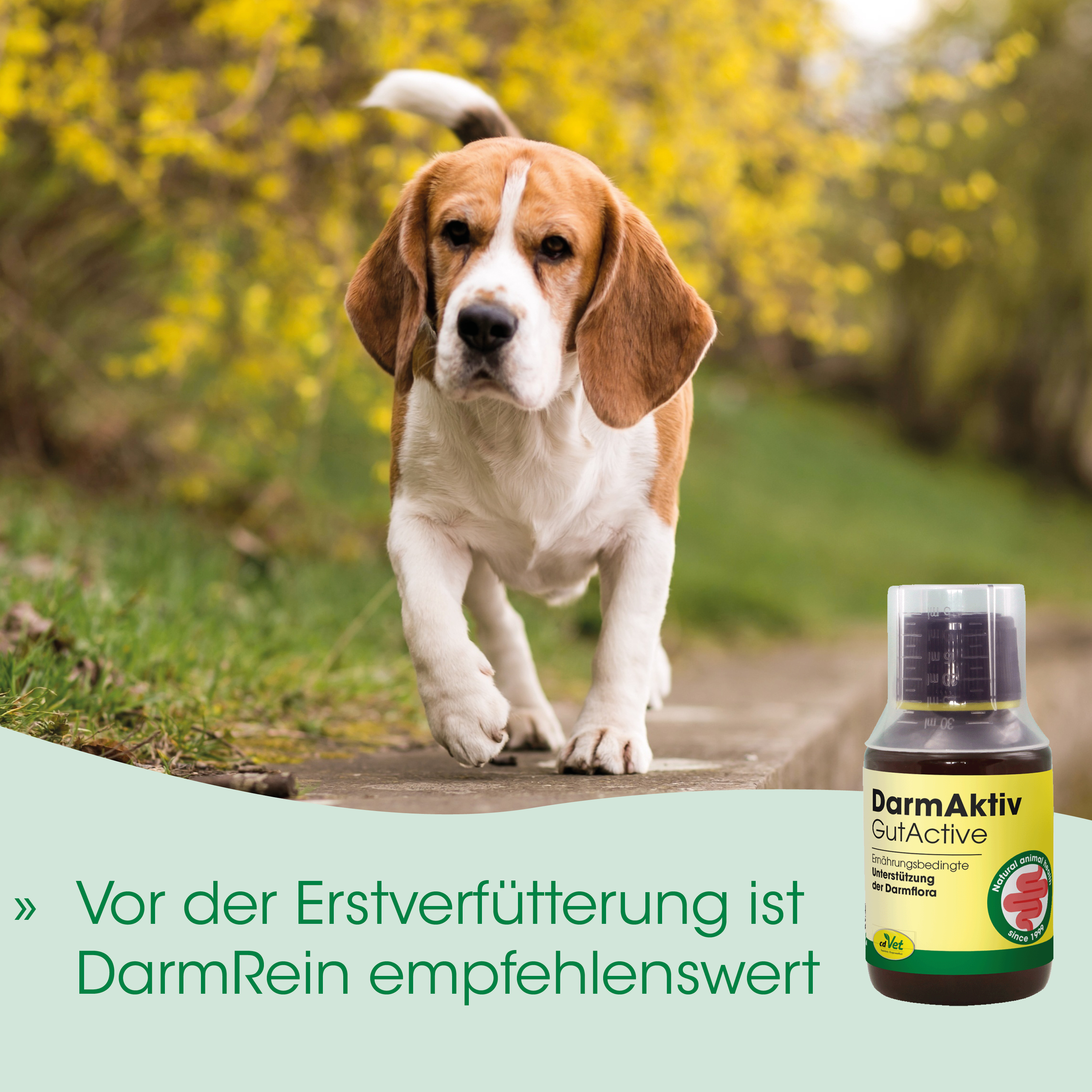 Beagle, Hund, Seasonal background, Köder?