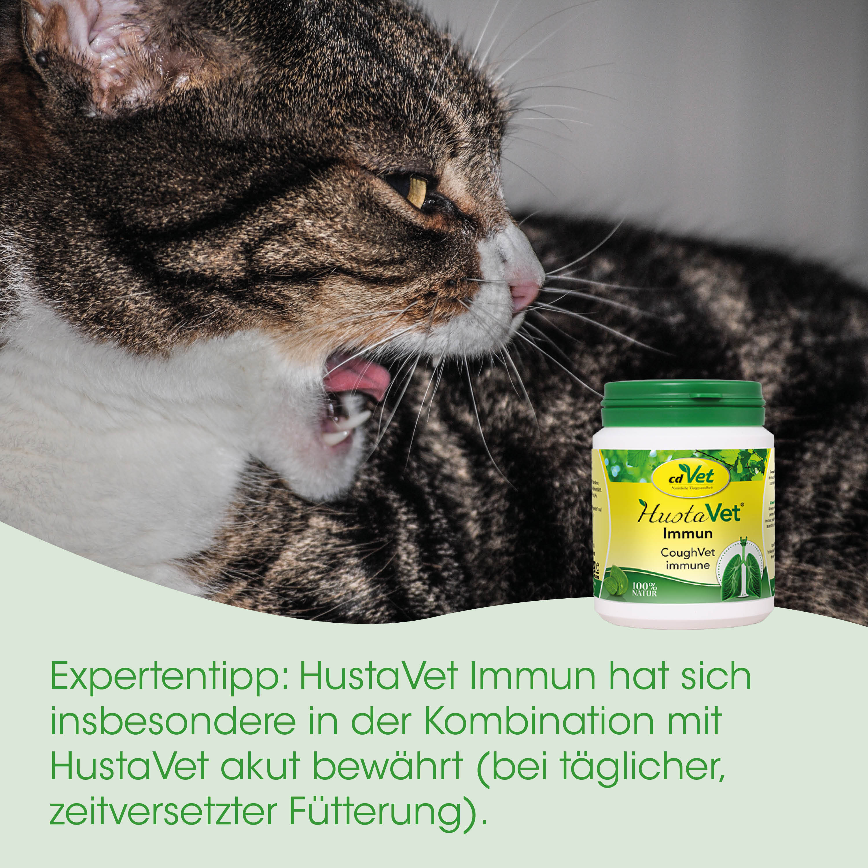 katze, katzenprodukt, husten-supplement, haustier-medizin, HustaVet Immun