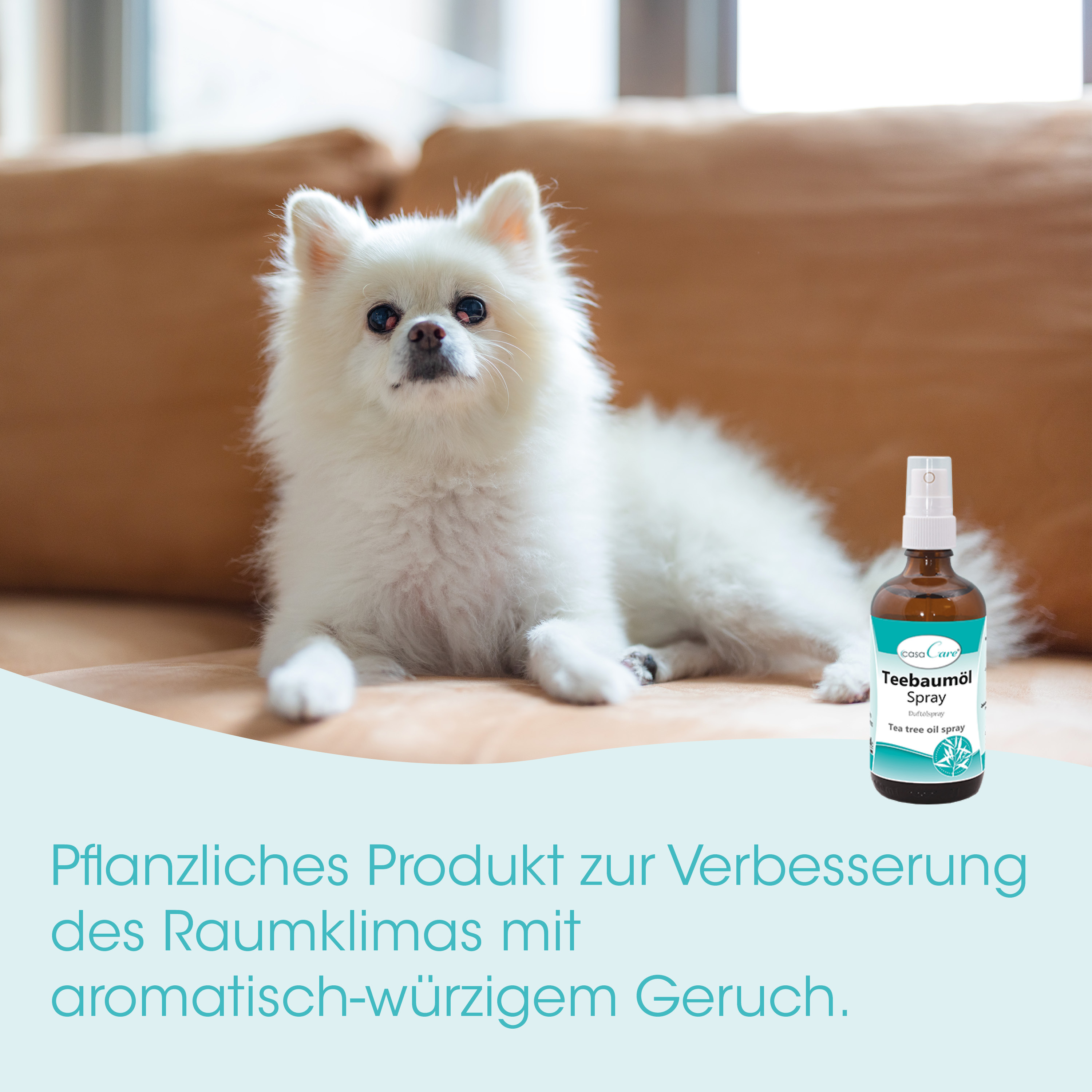 Hund, Weißer Hund, Pfoten, Spray-Flasche, Tierpflege