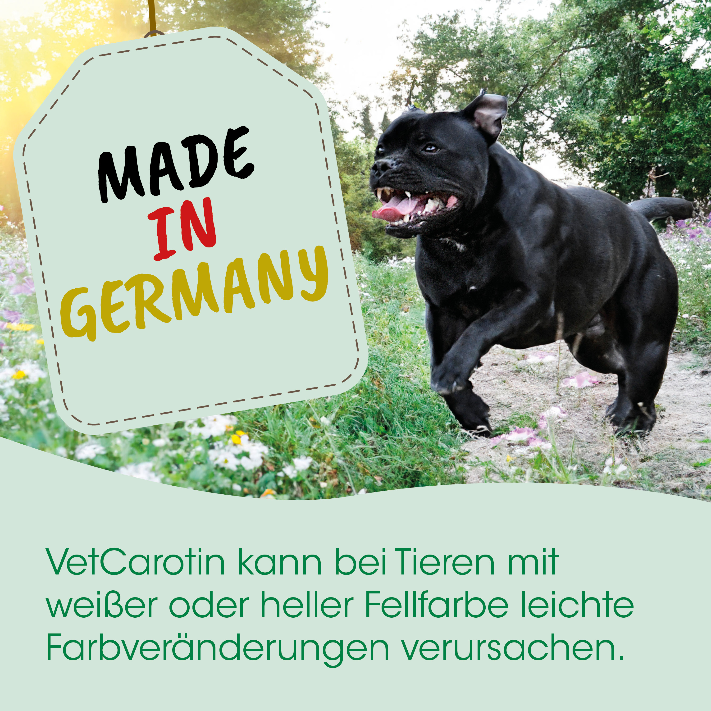 Hund, Schwarz, Tier, Fell, Outdoor