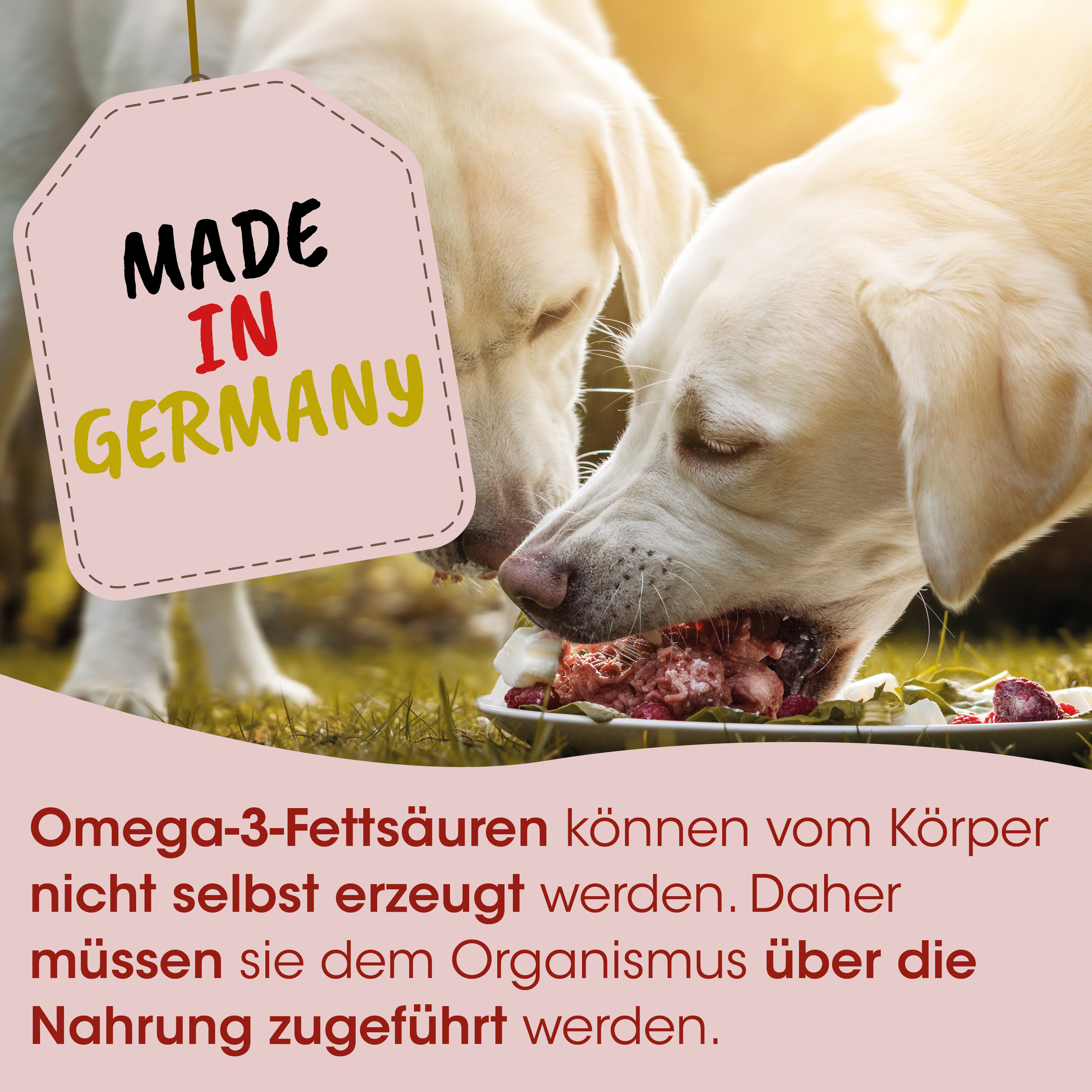 Hunde-Drink, Knochen, Hunde-Futter, Omega-3, Tiernahrung