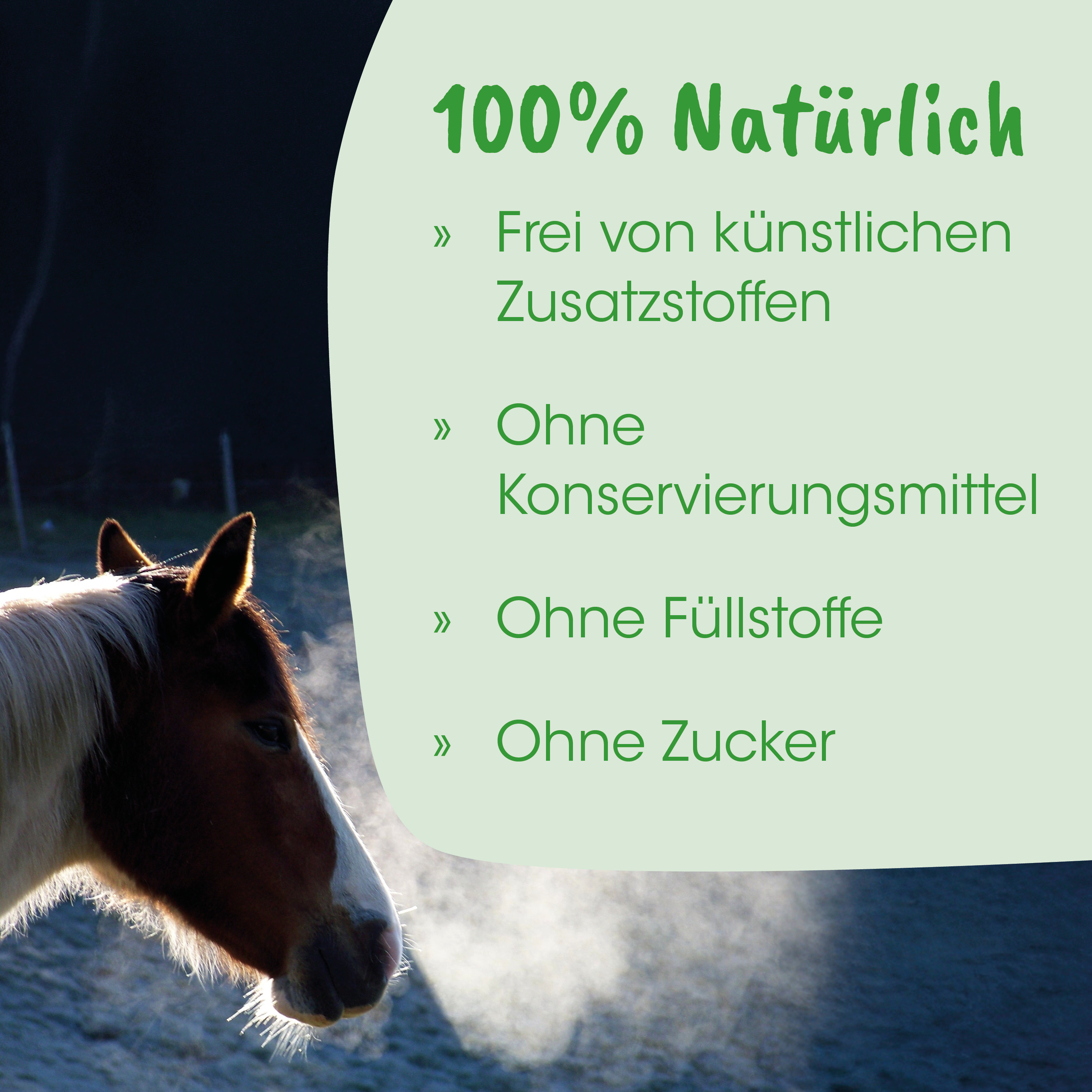 Pferd, Pferdekopf, Schimmel, Natur, Hintergrundwald