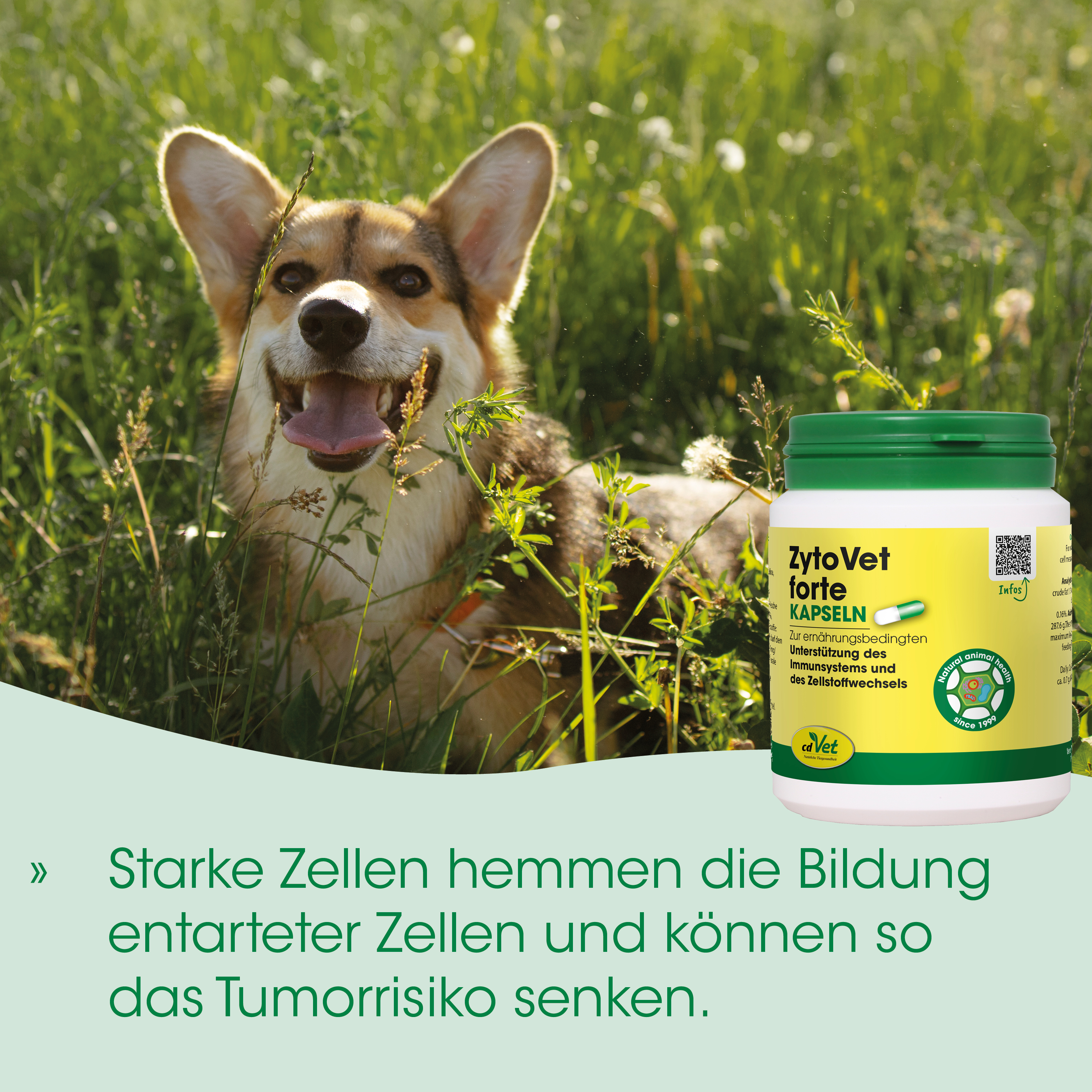Hund, Tiergesundheit, Kapseln, Ernährung, Immununterstützung