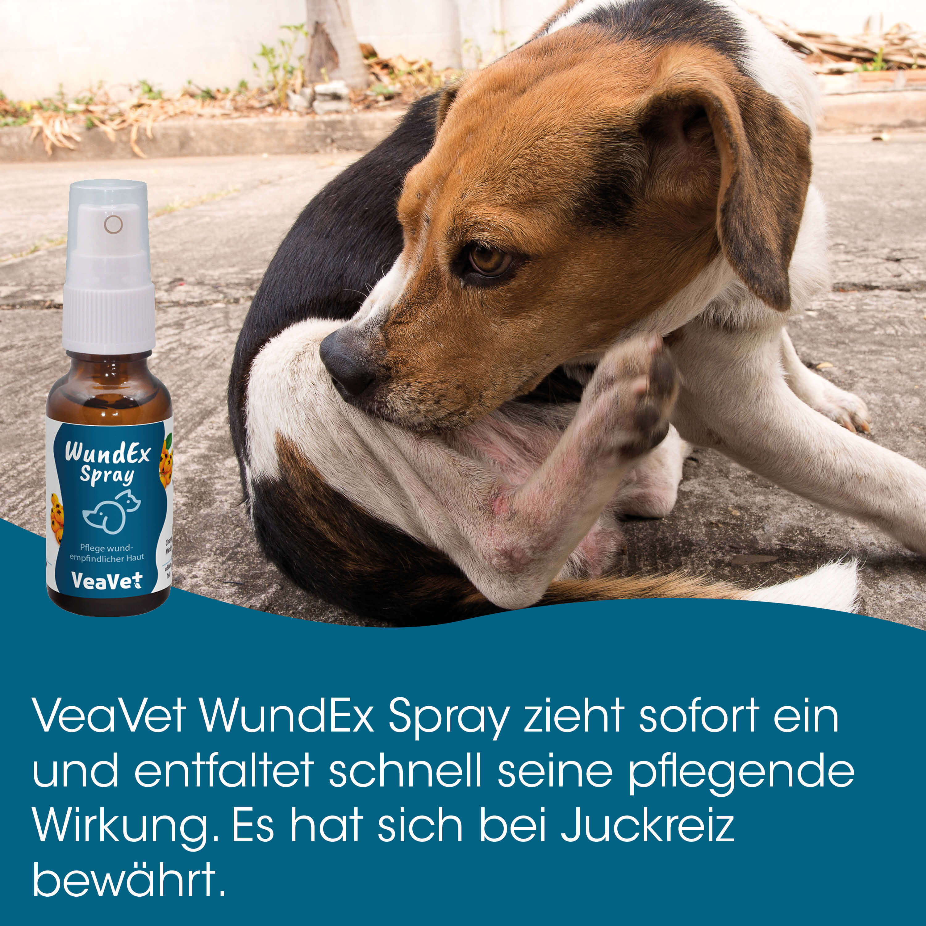 Hund, Beagle-Mischling, Sprühflasche, Tierpflege, Außenbereich