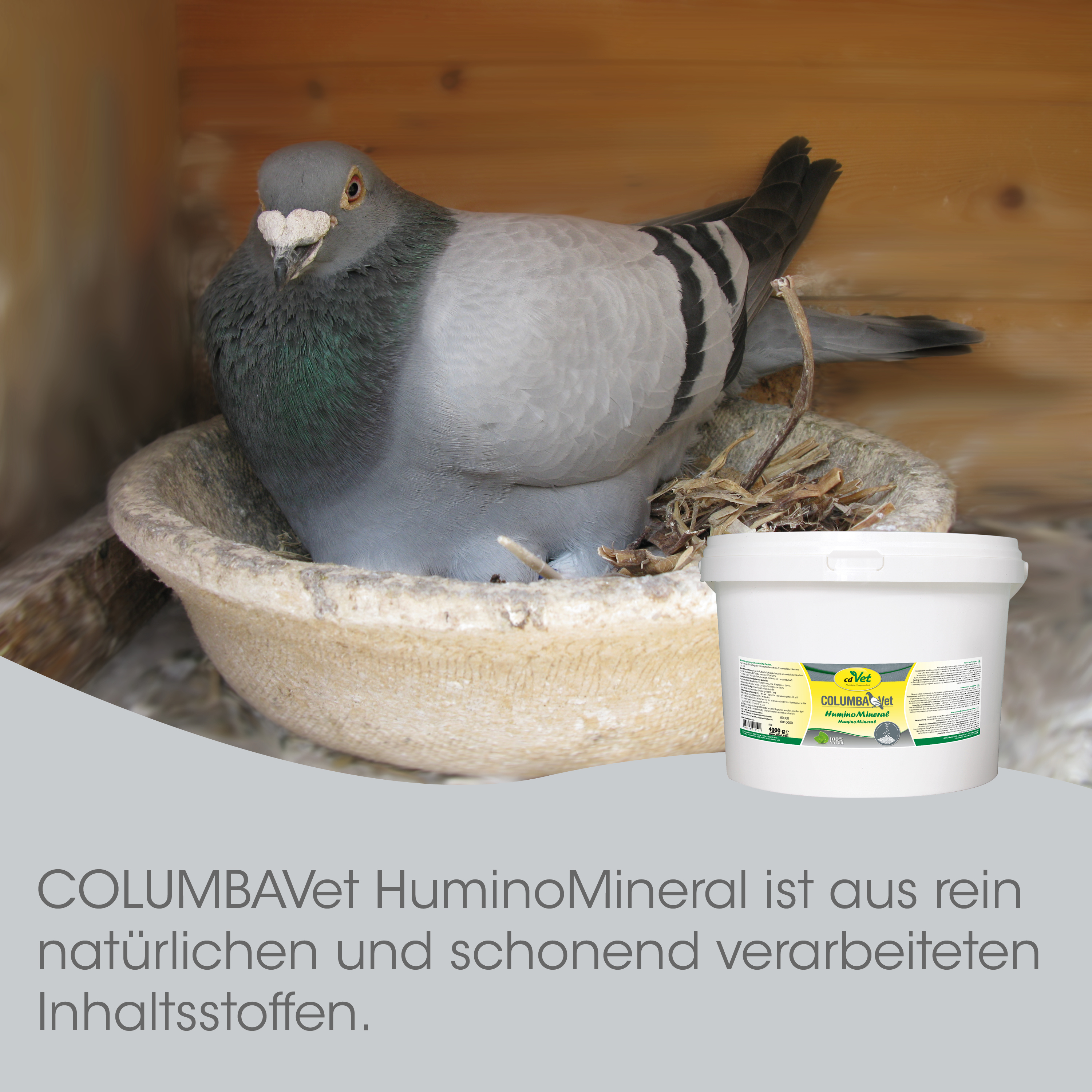 Taube, Vogel, Nest, Mineralfutterschüssel, Kunststoffbehälter