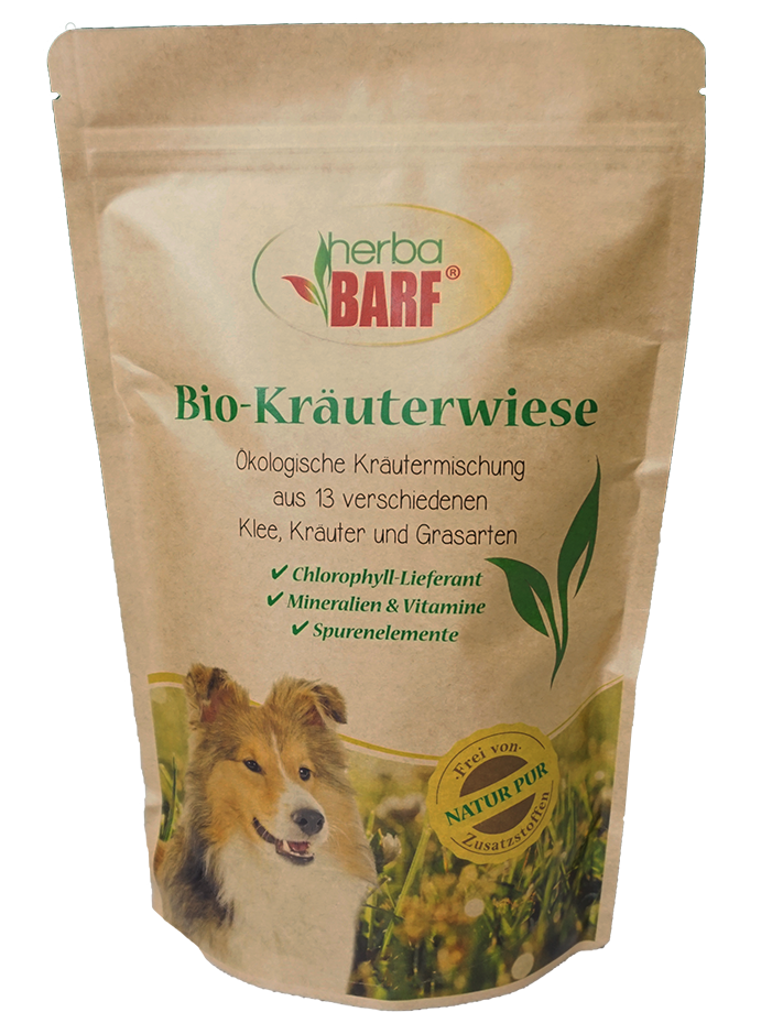 Hund, Säugetier, Haustier, Kräuterig, Pflanze