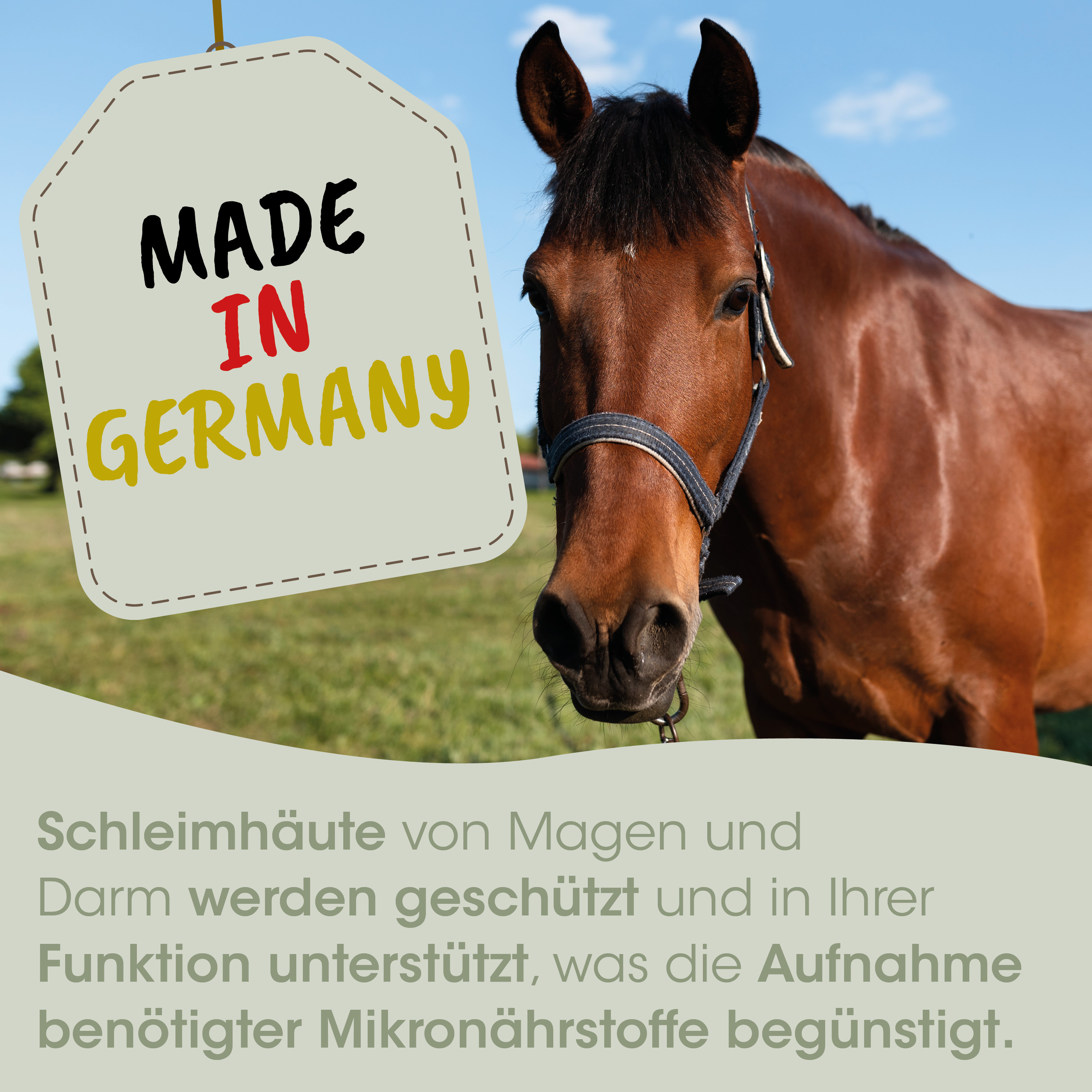 Pferd, braun, Trense, Halfter, Kopfaufnahme