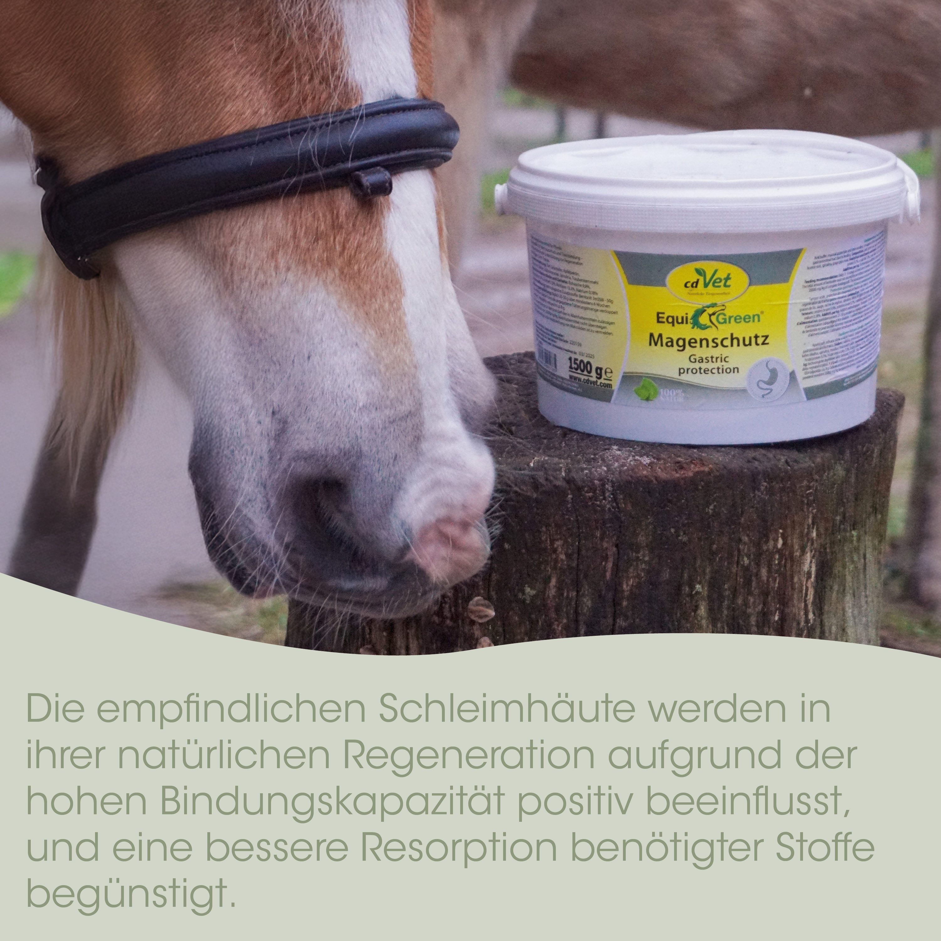 Pferd, Bridell, Pferdepflege, Pflegeprodukt, Salbenbehälter