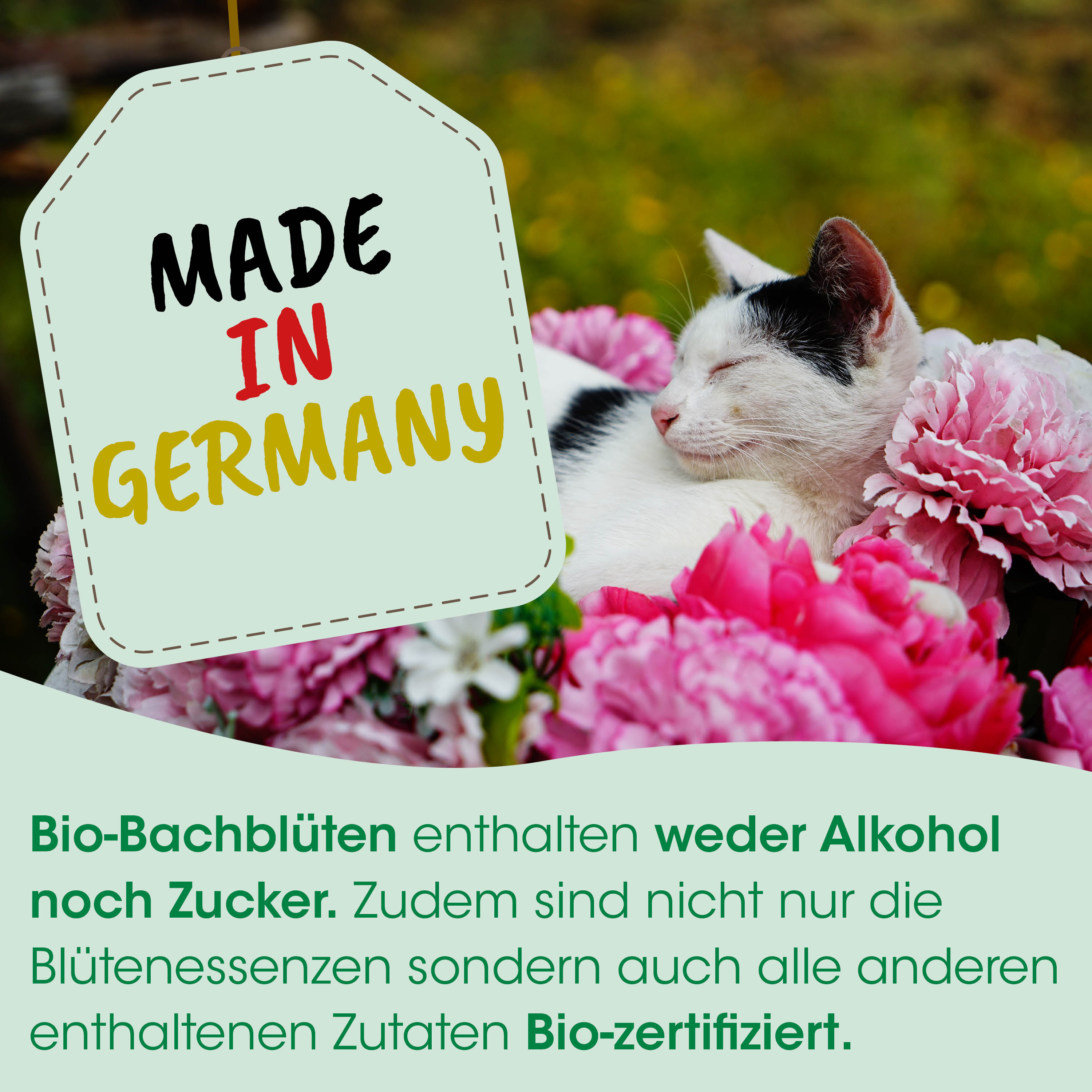  Katze,  Blumen,  Garten,  Bio,  Werbung