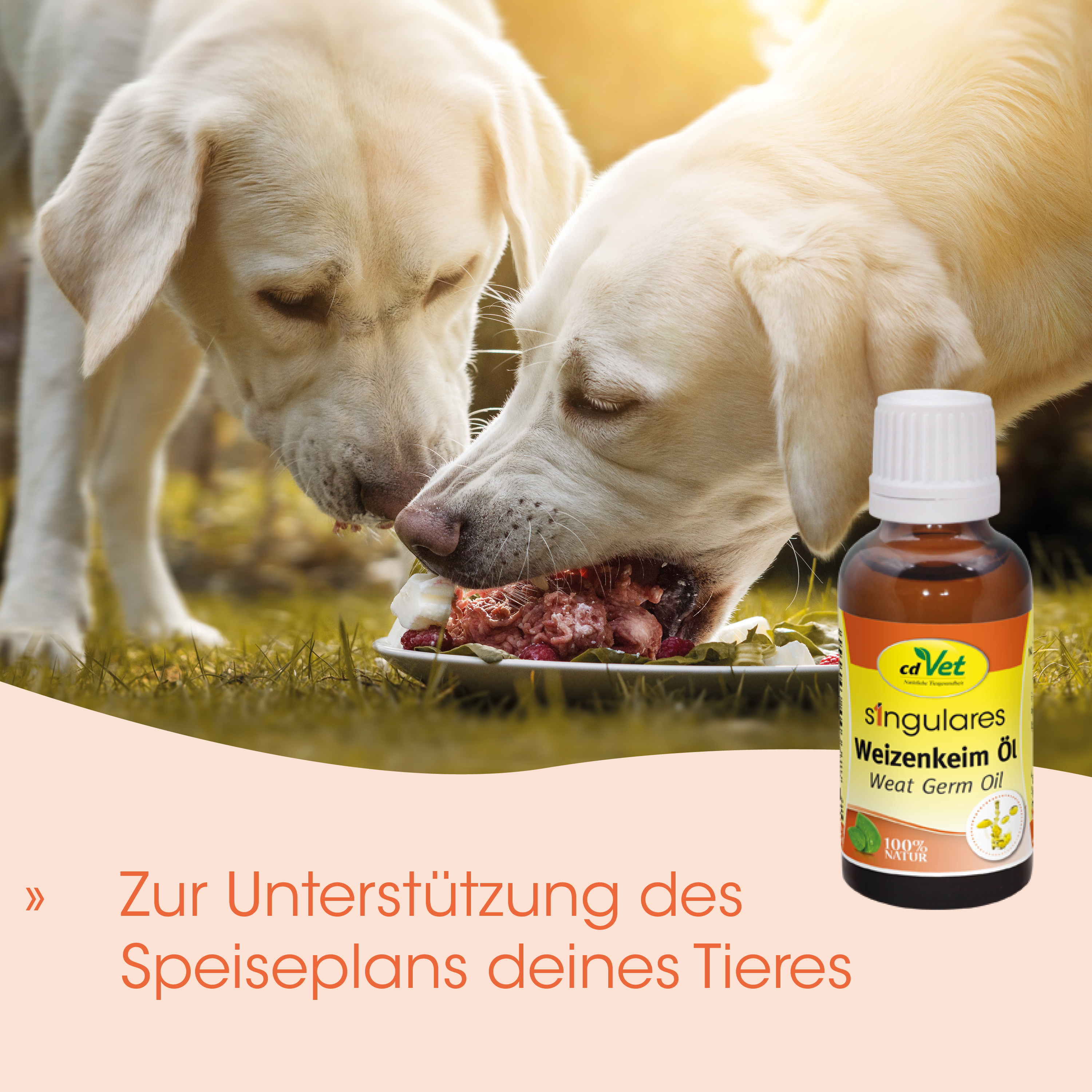 Hunde, Futter, Weizenkim Öl, Weizenkeim Öl, Tierernährung