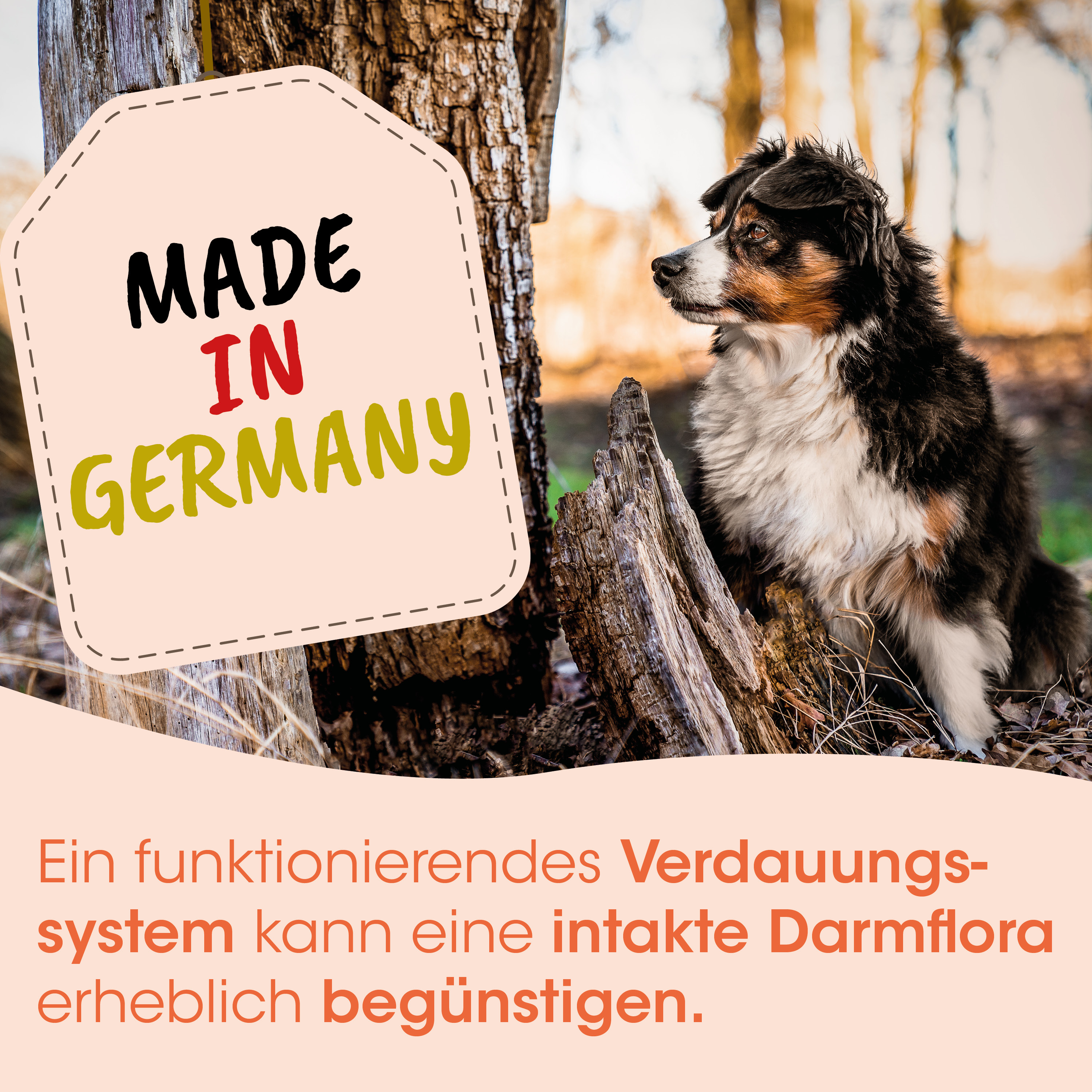 hund,  australian shepherd mischling, hund im freien, etikett, hergestellt in deutschland