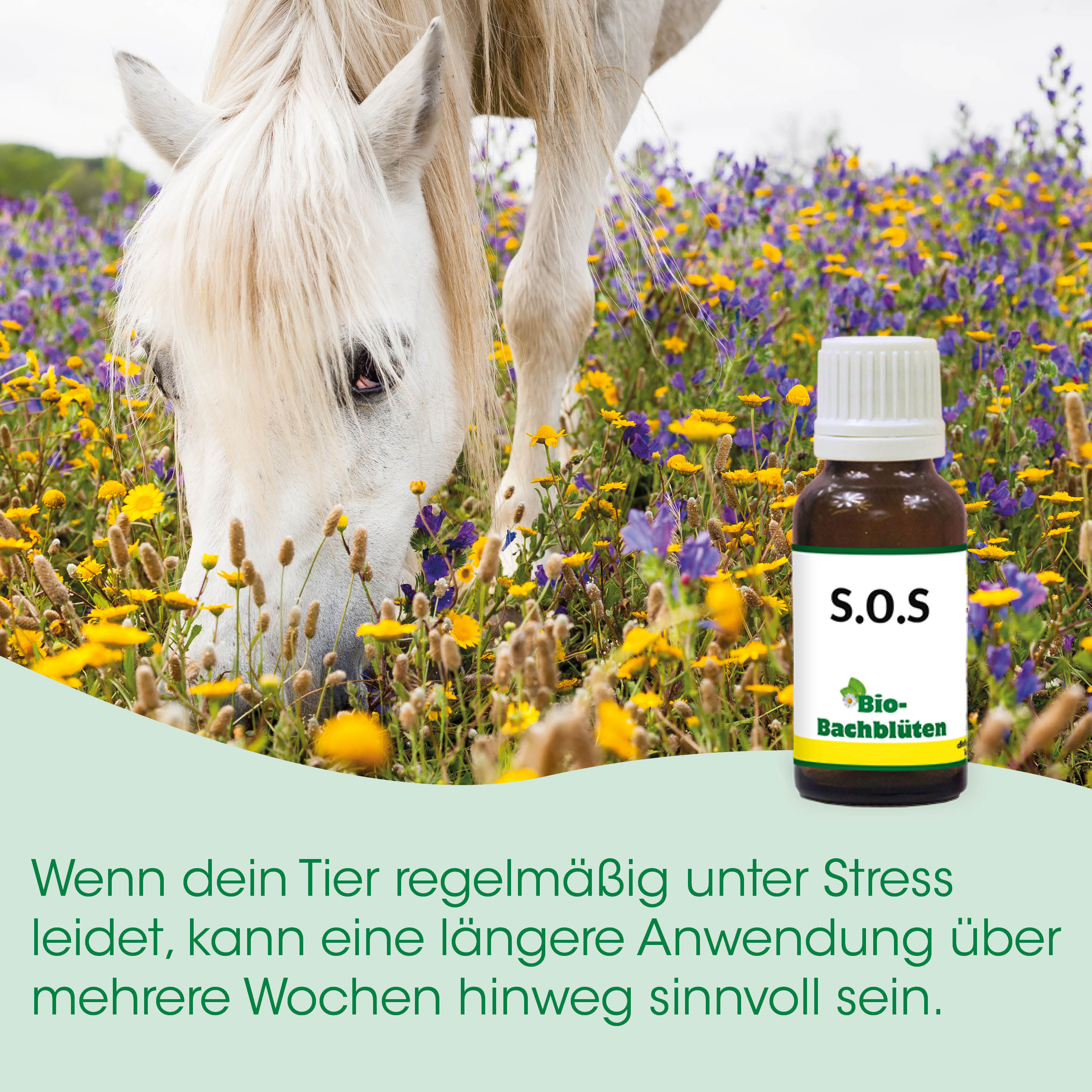 Pferd, Herde, Blumenfeld, Flasche Tropfen, Bio-Bachblüten