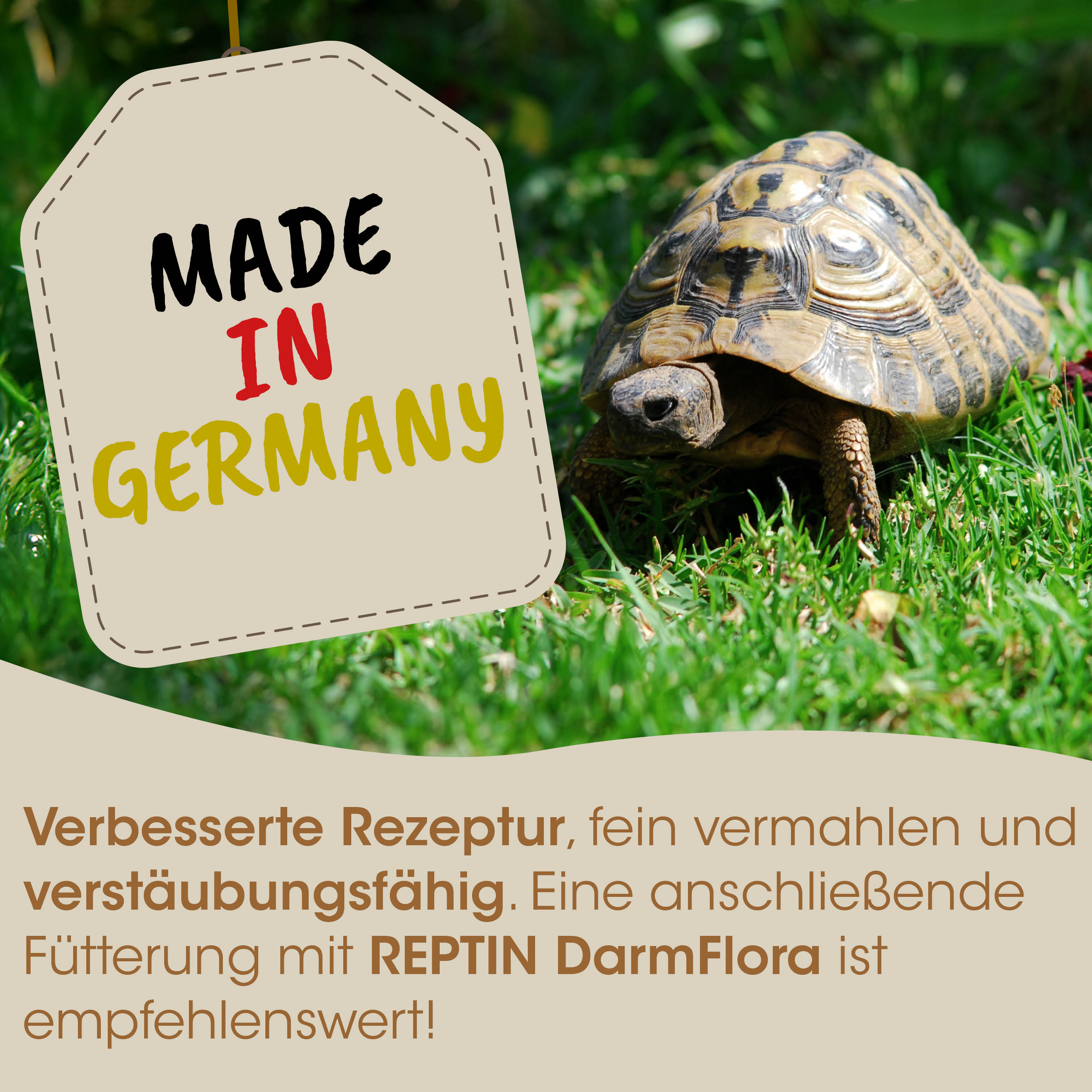 schildkröte, gräser, reptil, natur, etikett