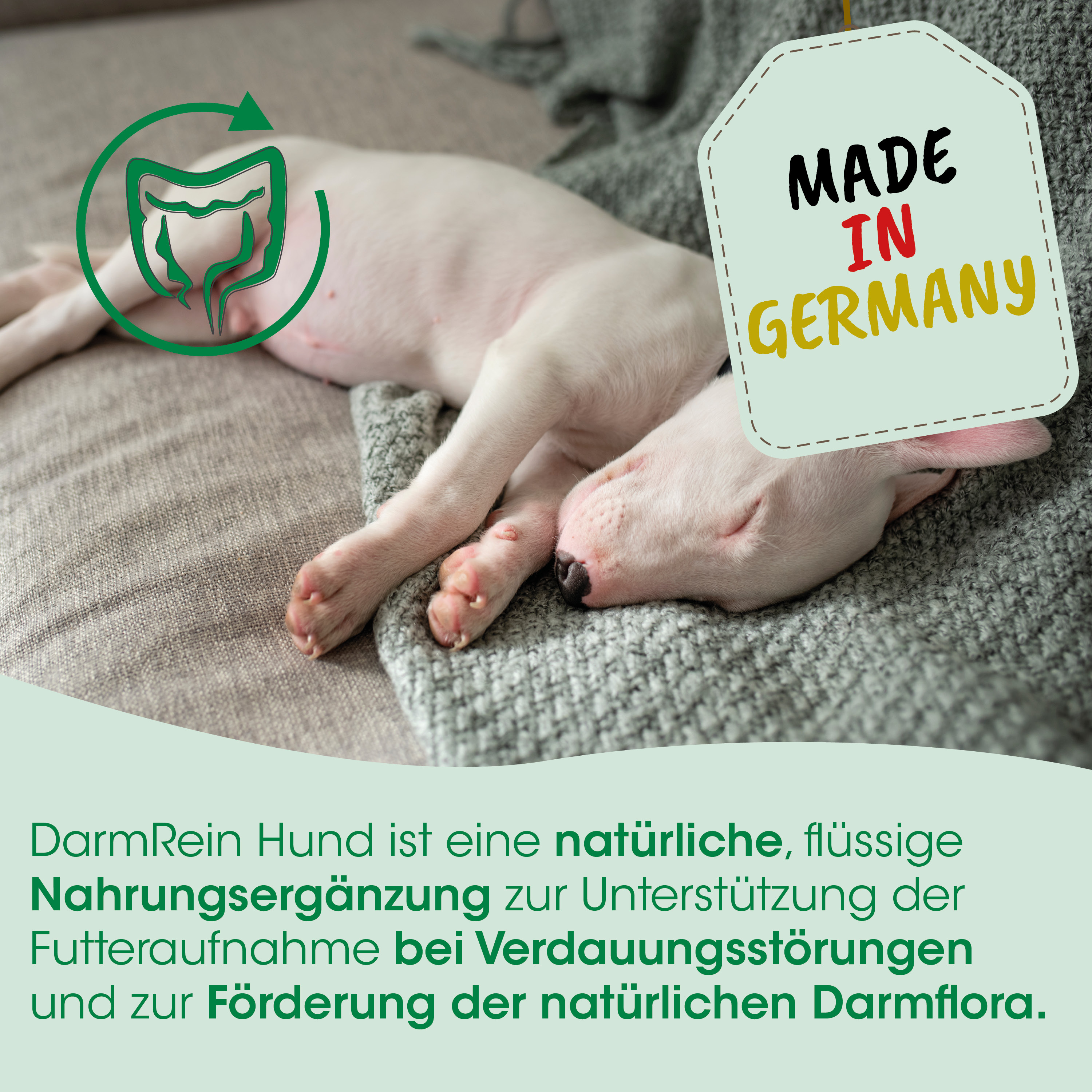 puppy, hund, schlafend, weiß, liegen