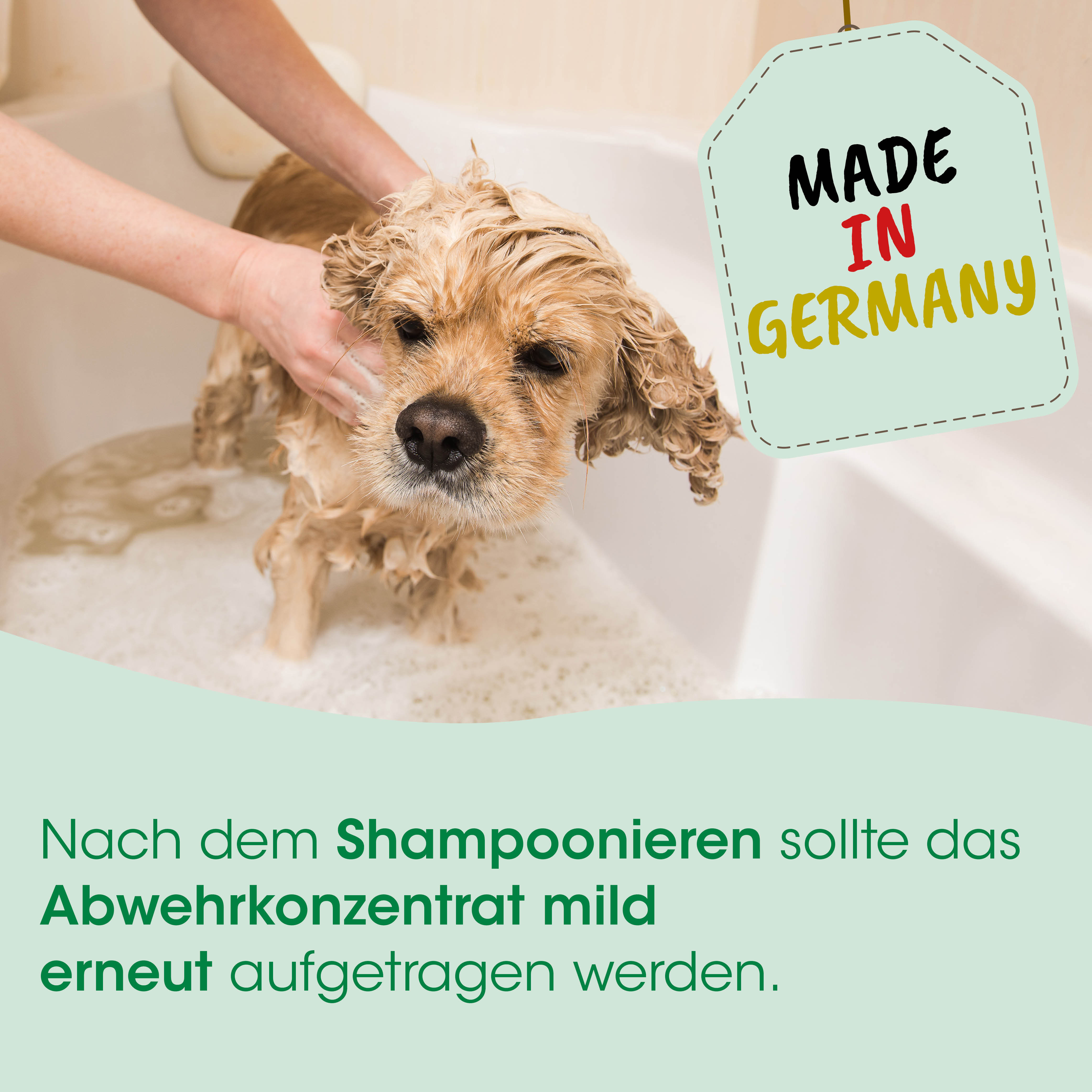  Hund, Golden Retriever,  Hundezüchter,  Gras,  Garten, Hundefellpflege, Shampoo, Tierpflege, Hund, Waschen