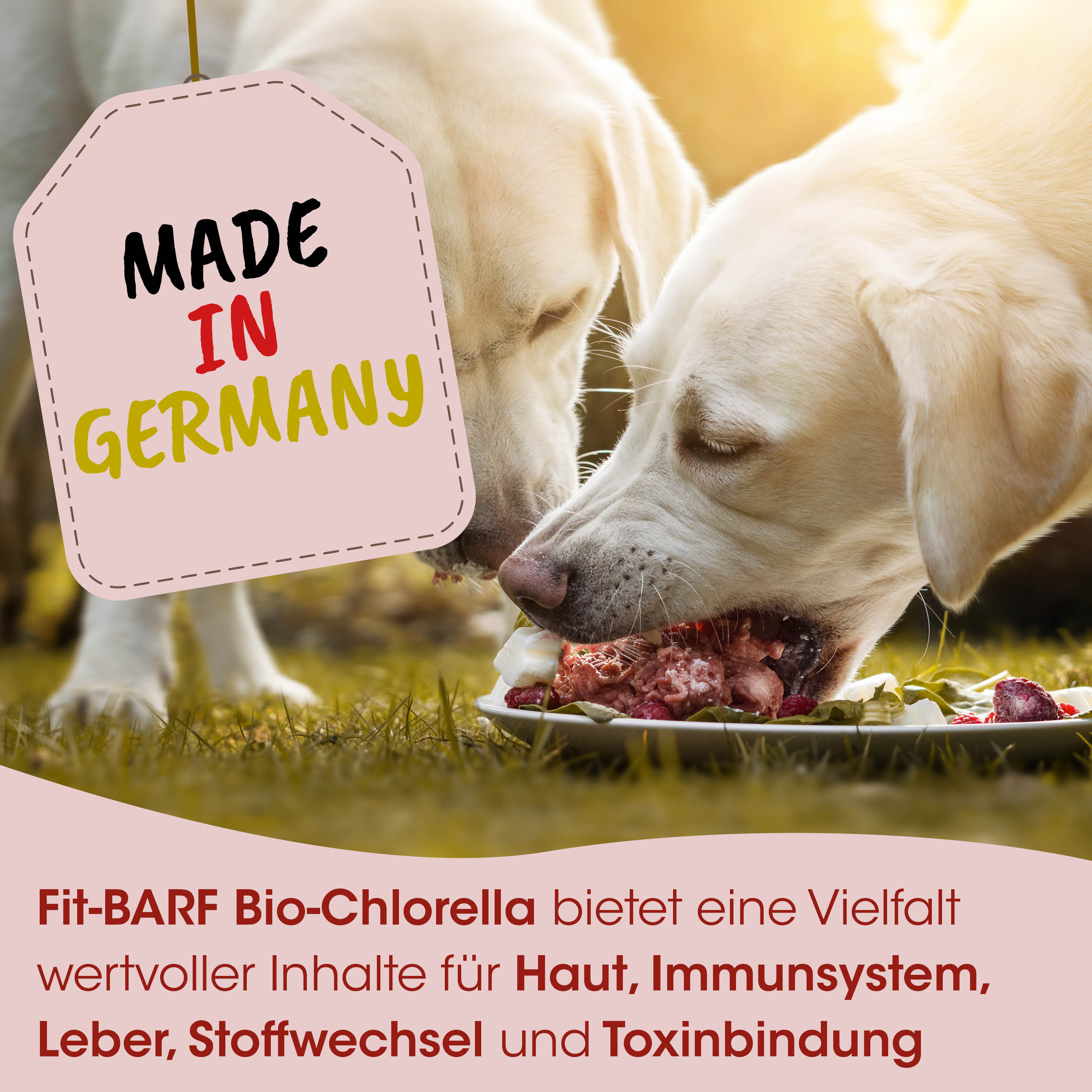 Hund, Futter, Geschirre, Beutel, Tag