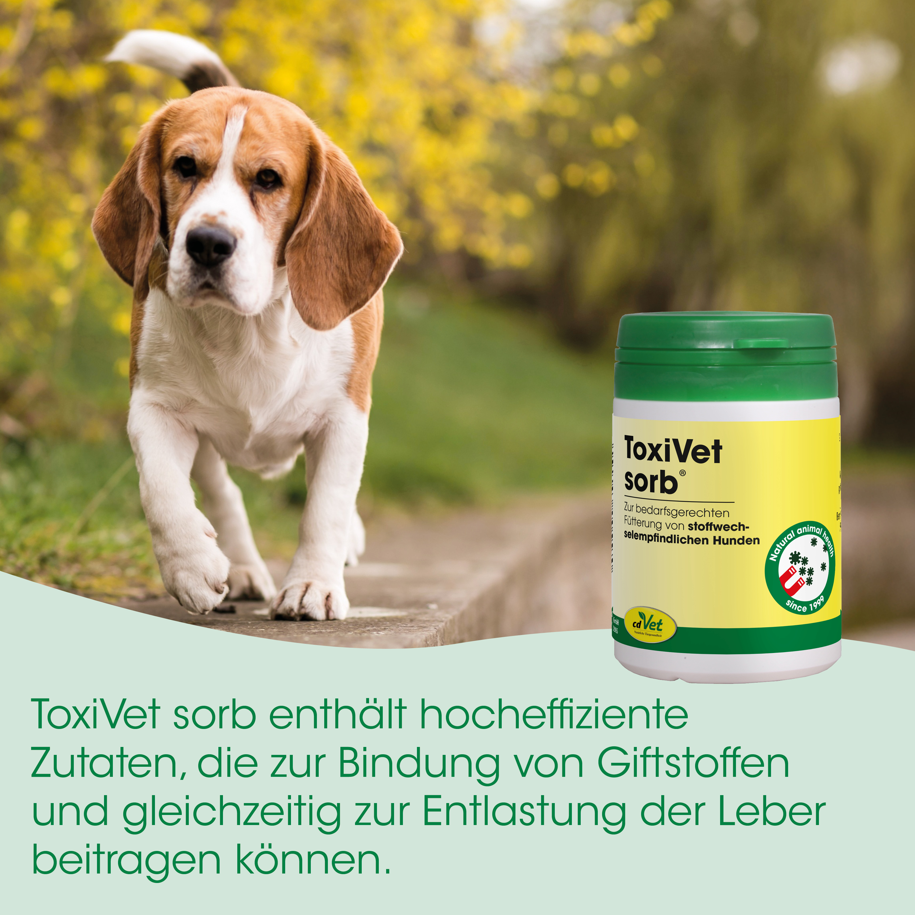 Beagle, Hund, Tierarztprodukt, ToxiVet Sorb, Hundesupplement