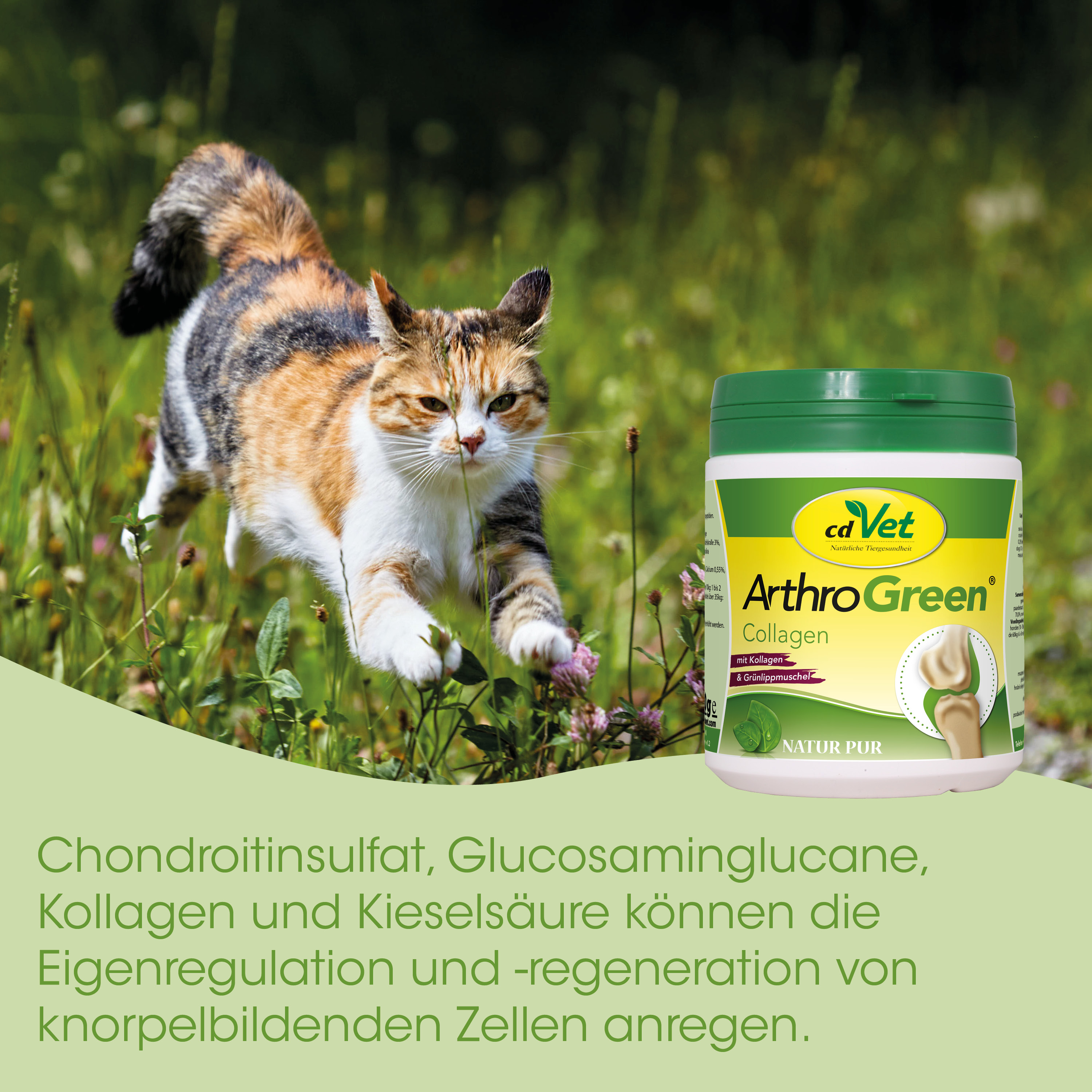 katze, außenbereich, gras, ergänzungsmittel, behälter