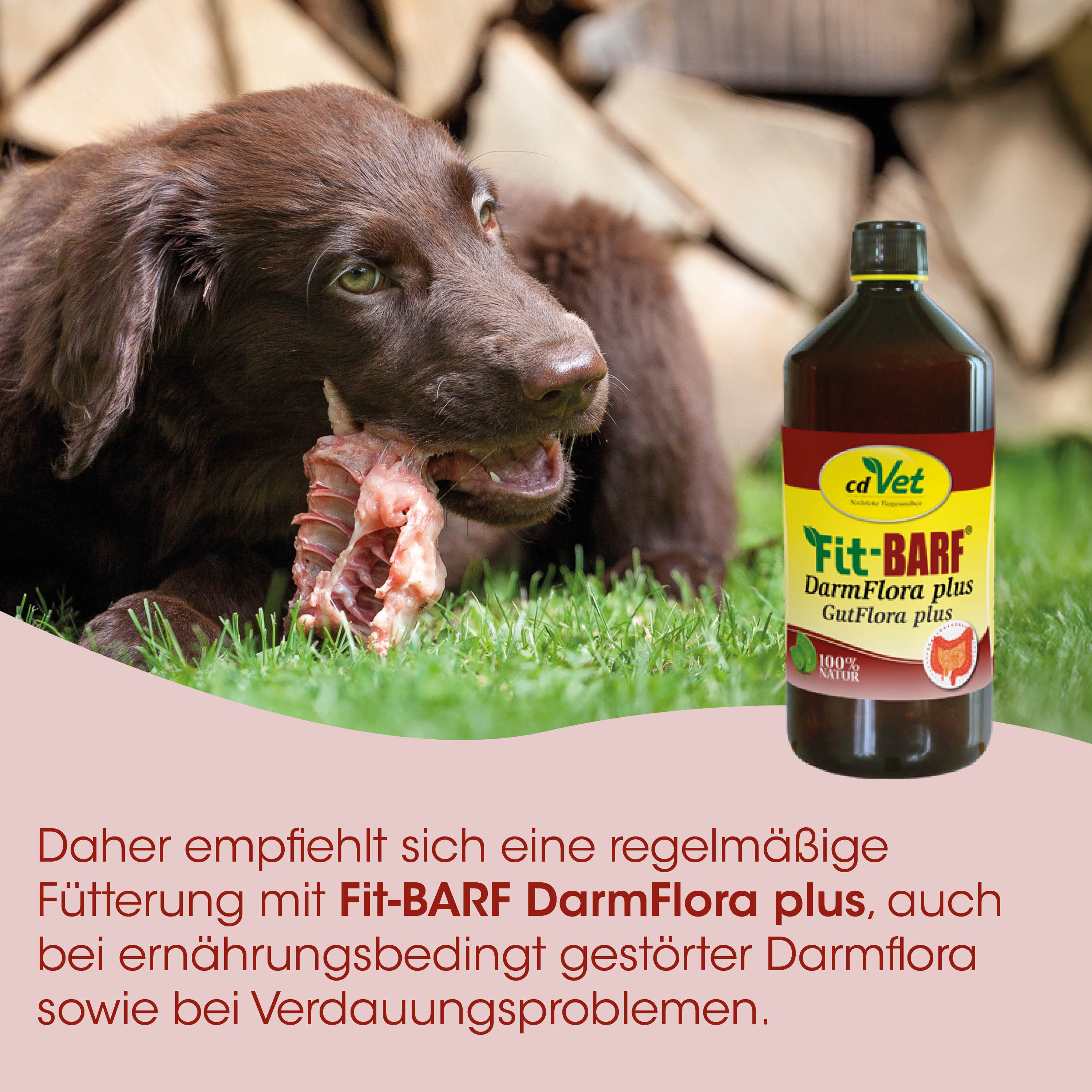 Hund, Futter, Knochen, Darmflora, Flasche