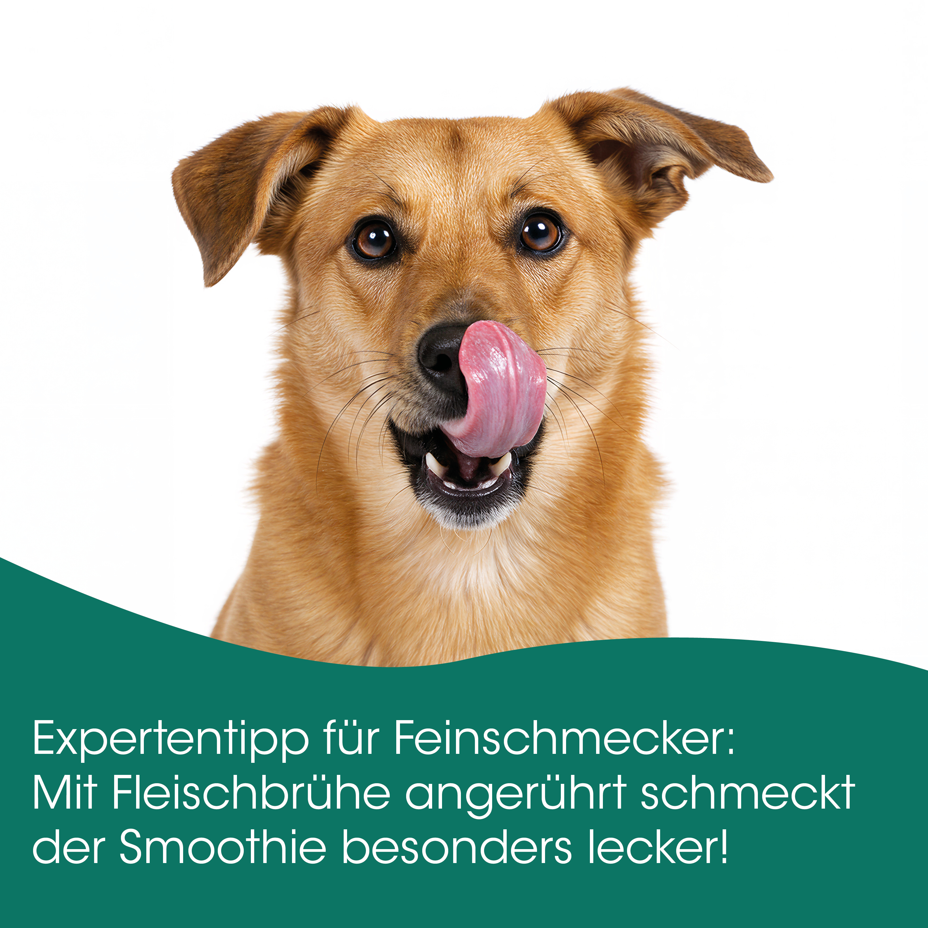 Hund, Braunes Fell, Zunge draußen, Tierporträt, Nahaufnahme