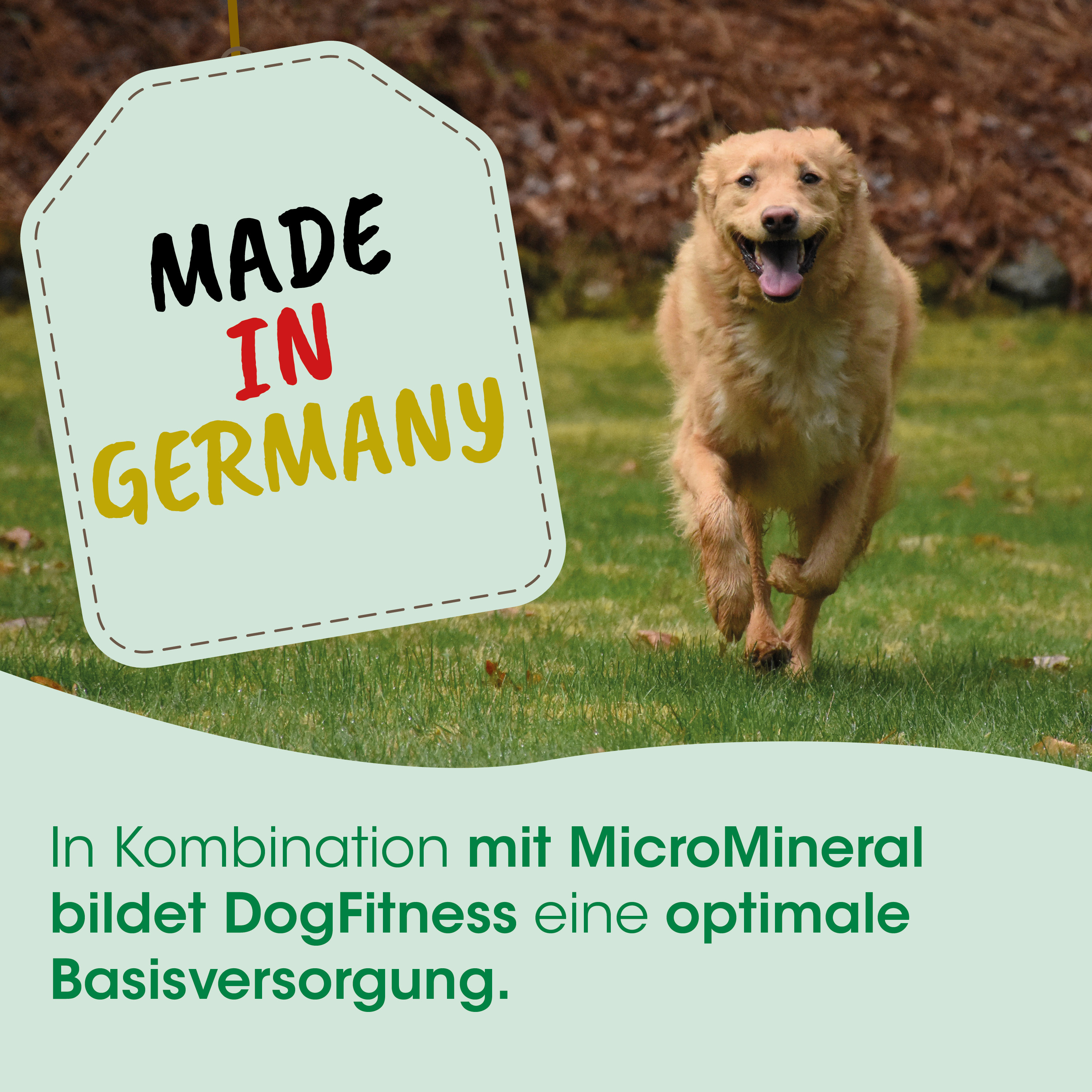 Hund, goldener Retriever, Lauf, Draußen, Made in Germany