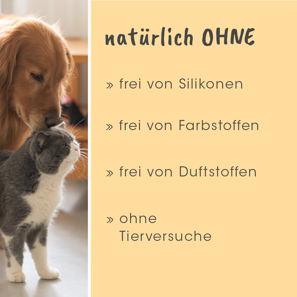 Hund, Säugetier, Haustier, Welpe, Katze