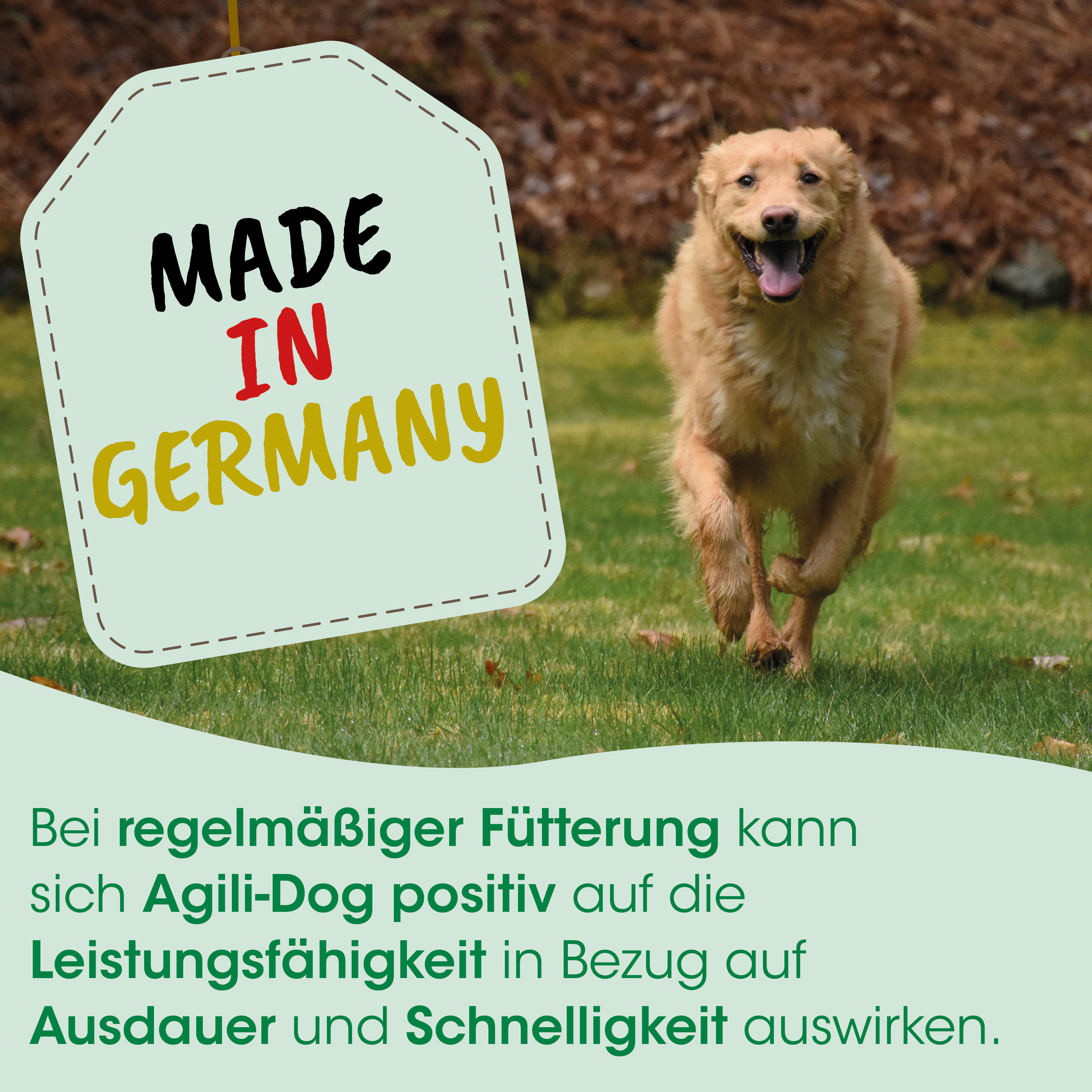 Hund, Golden Retriever, Laufend, Draußen, Etikett