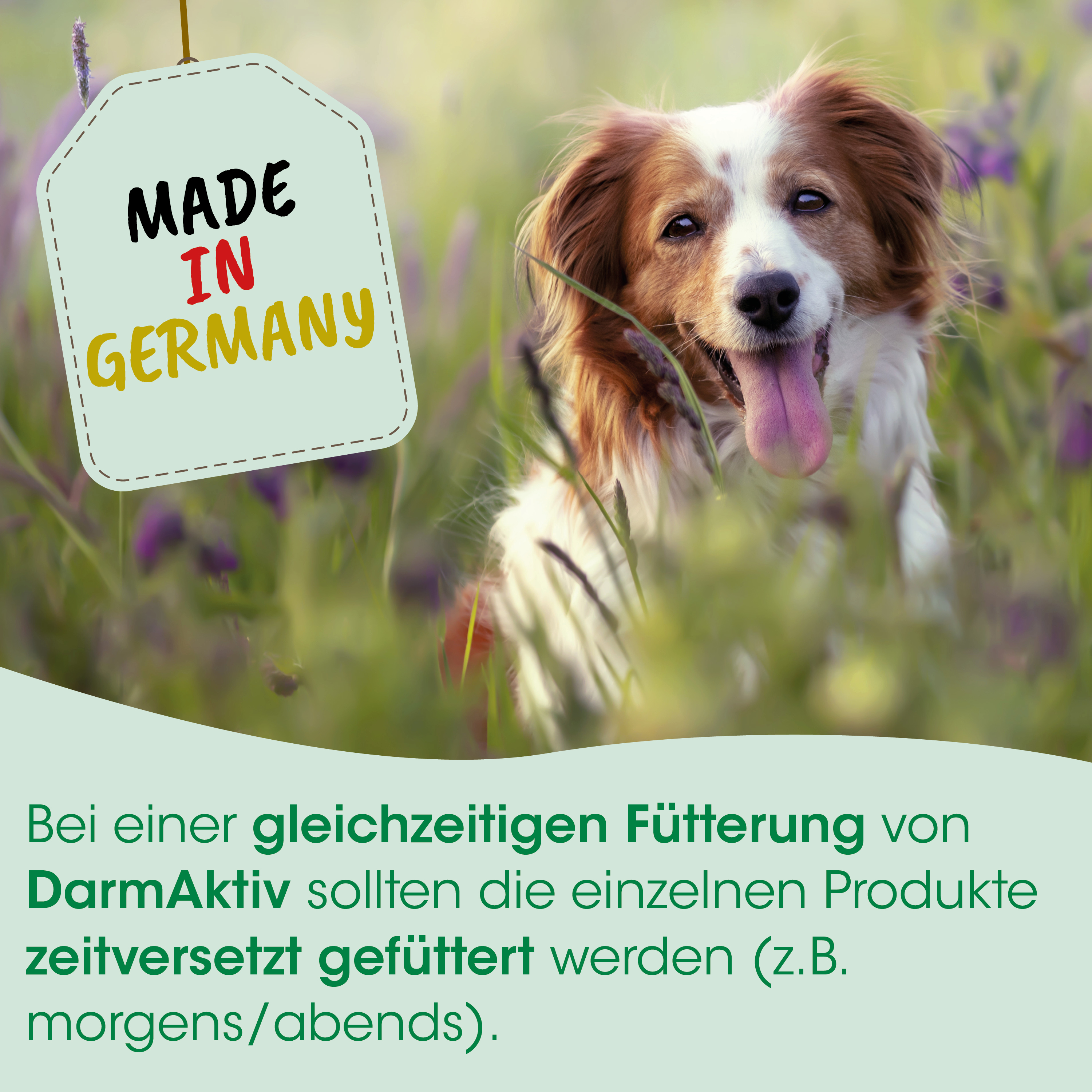 dog, collie, hundefleisch, tag, made in germany