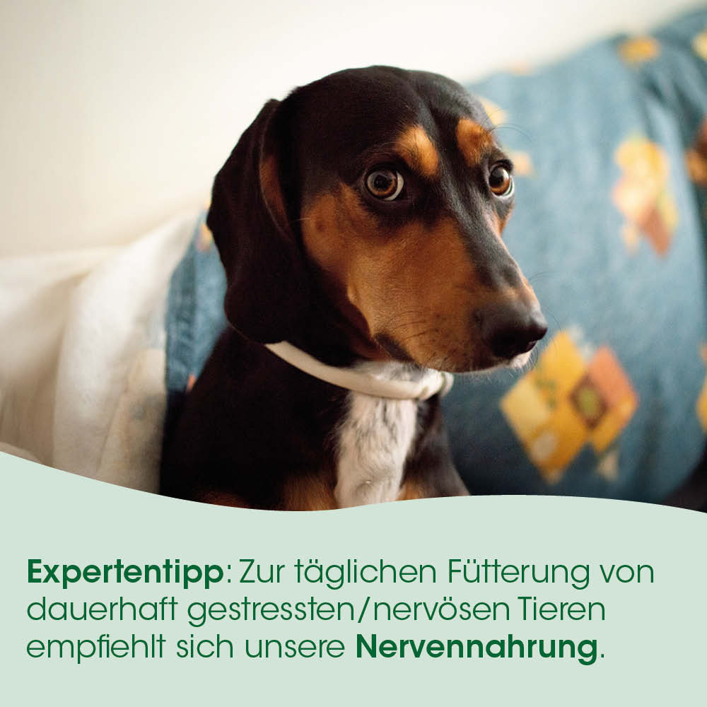 Dackel, Hund, Haustier, Halsband, Tierfutter