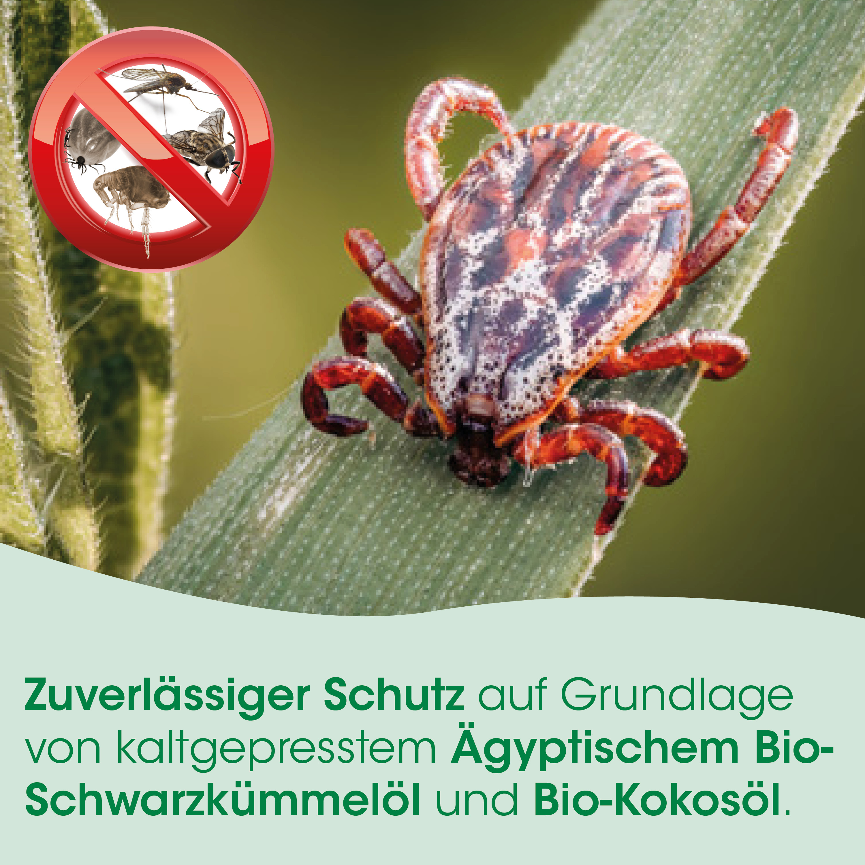Insekt, Zecke, Bio-Schwarzöl, Kokosöl, Ägyptisches Bio-Öl