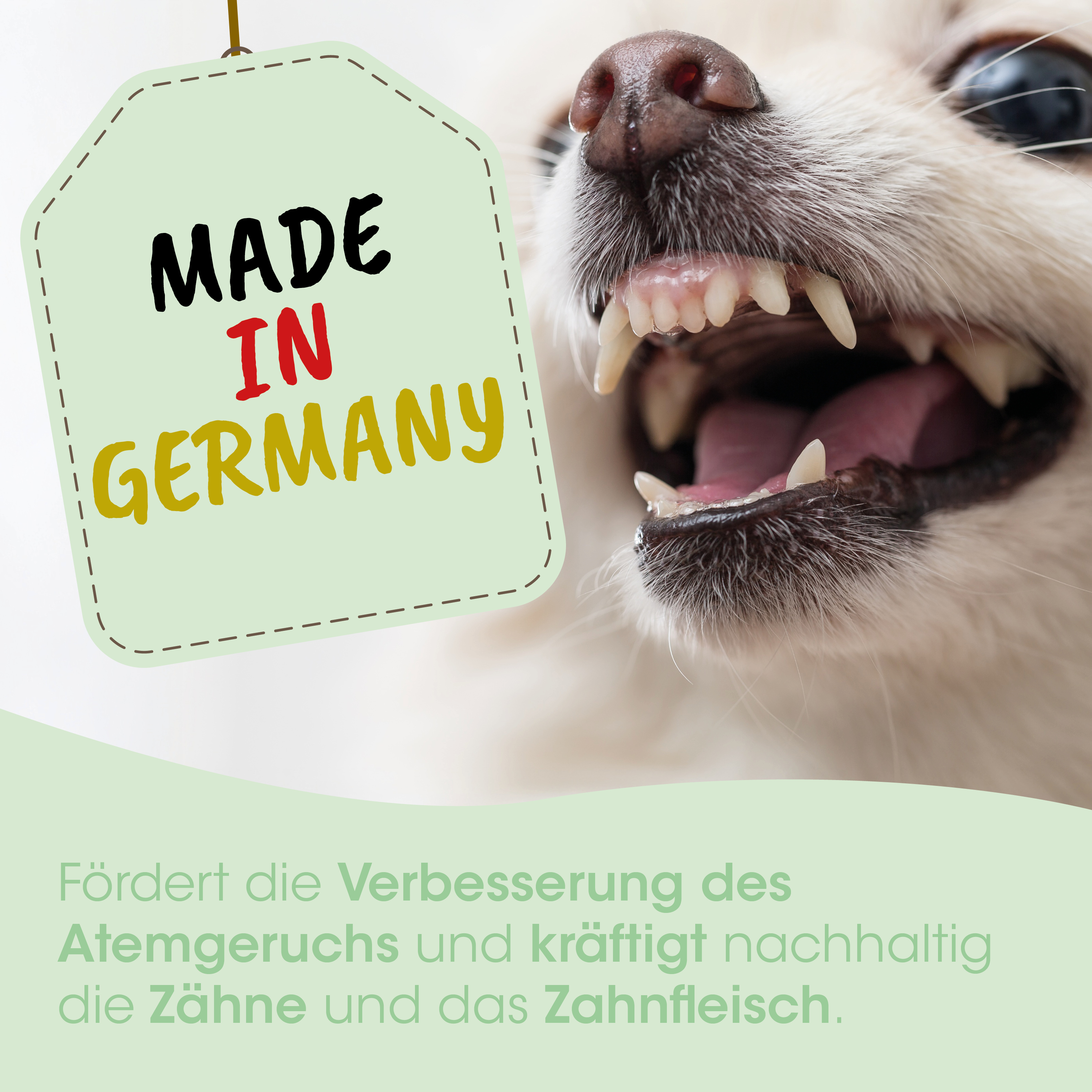 Hund, Zähne, Mund, Schnauze, Made in Germany