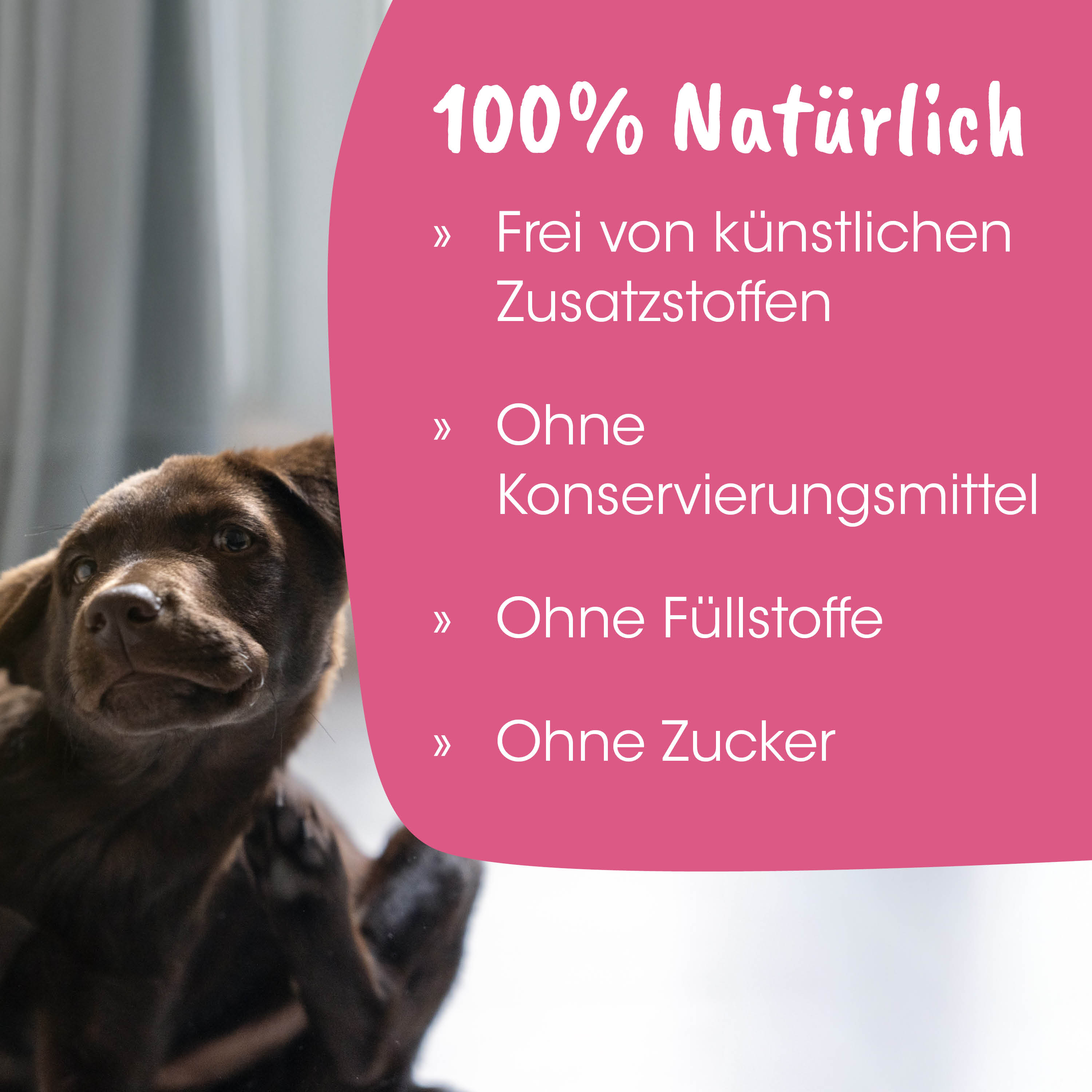 Hund, Schokolade, Tier, Haustier, Foto