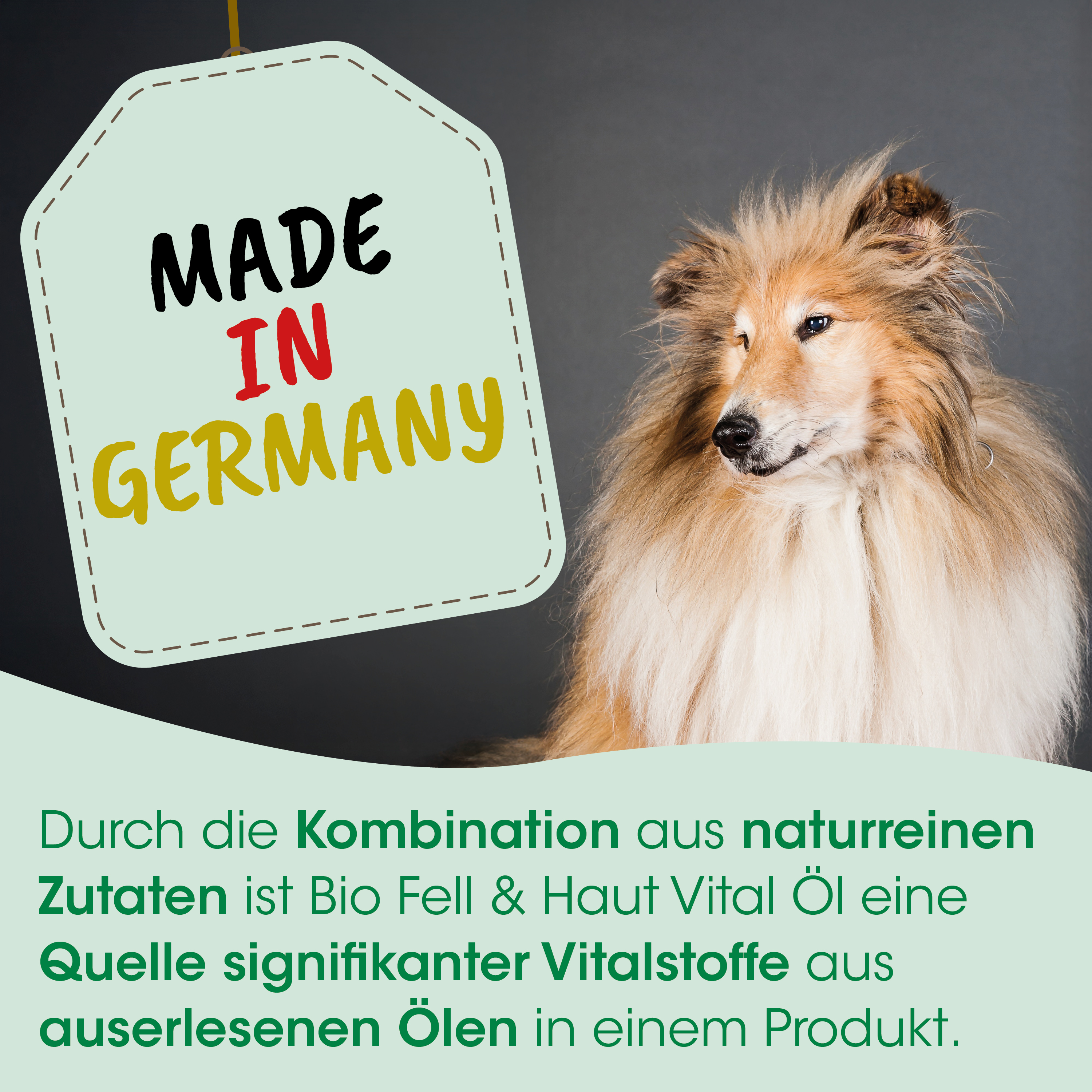 Hund, Collie, Langhaar, Fell, Tag