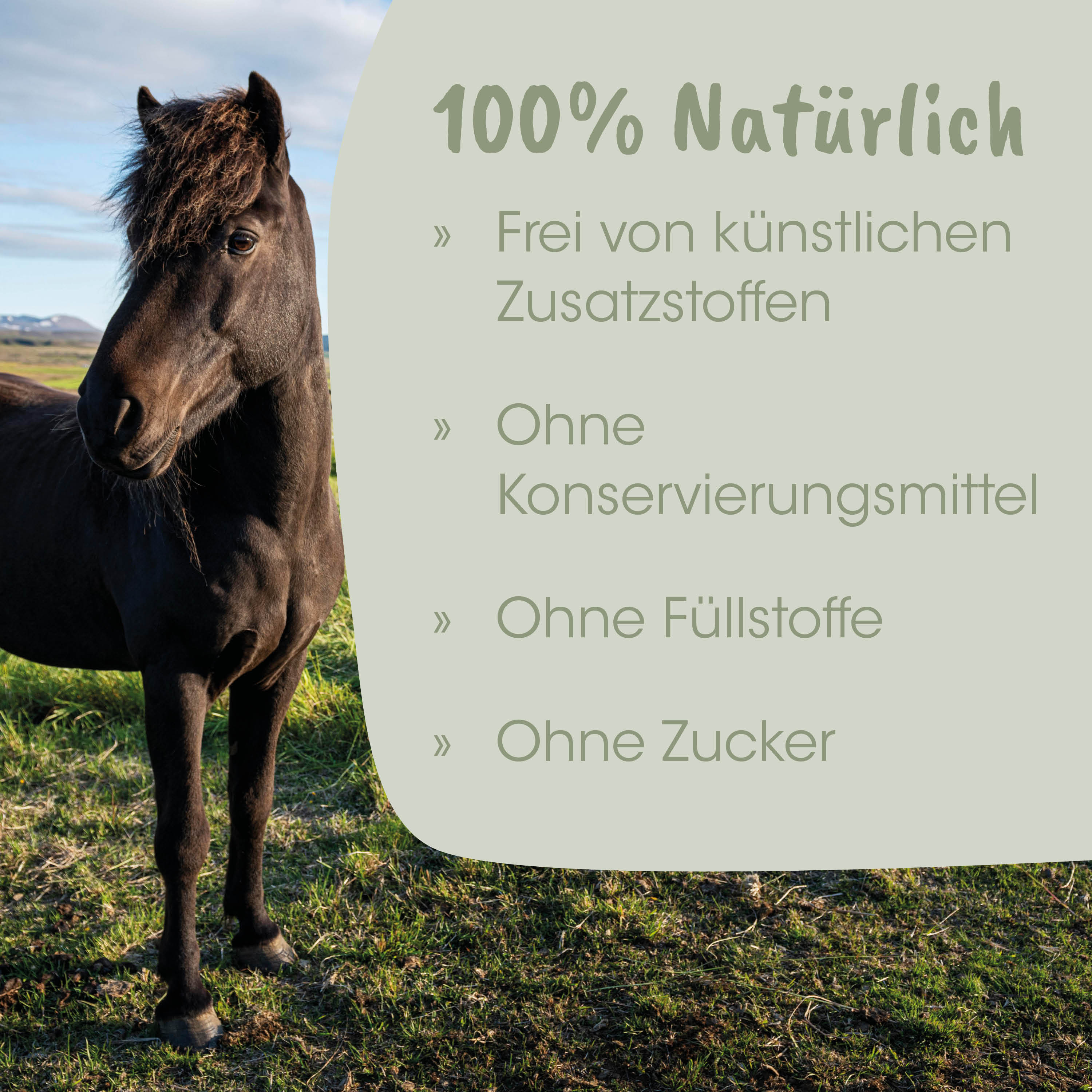 Pferd, Pony, Schwarzes Fell, Urlaubsbild, Natur
