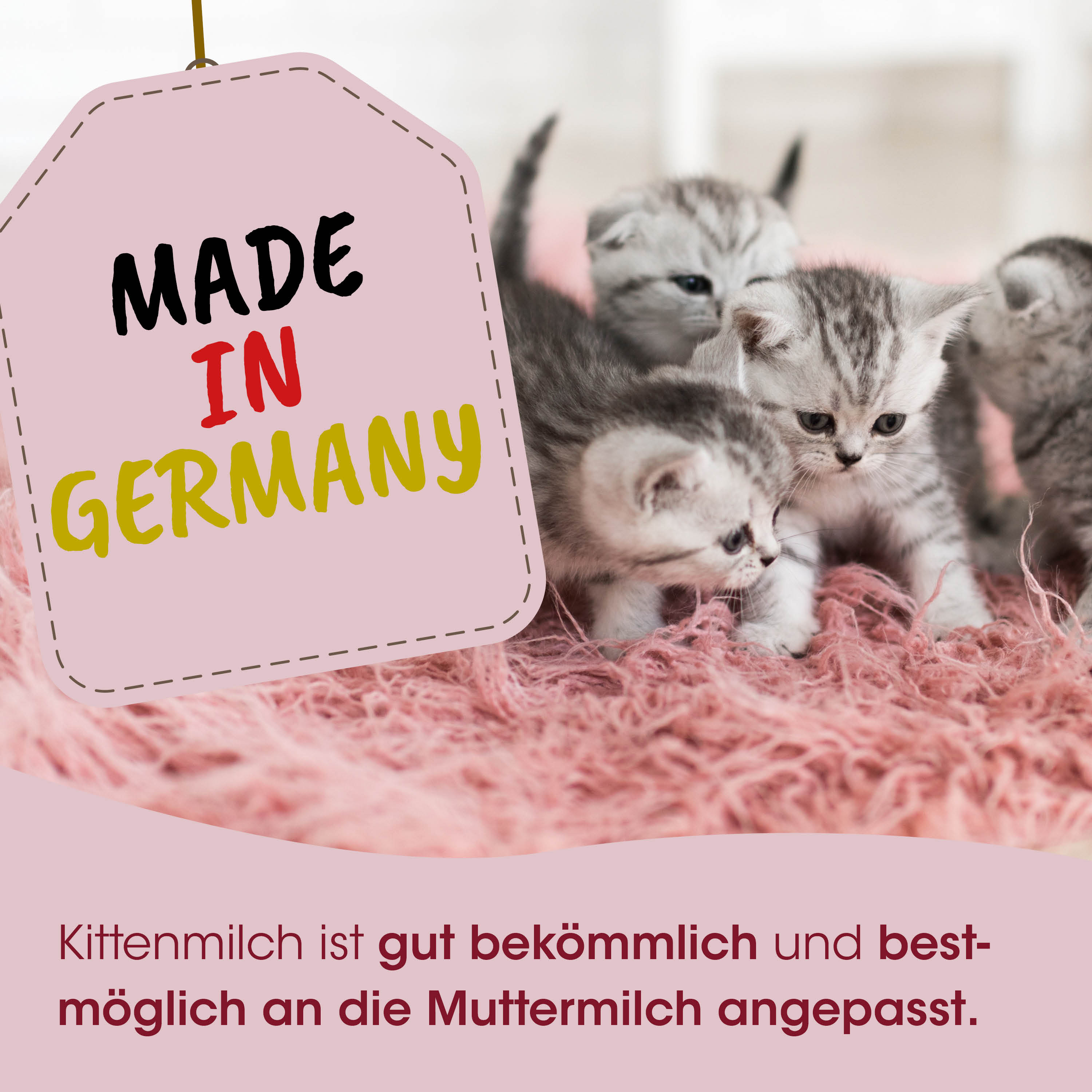 kittens, Katze, Kätzchen, grau, Paar