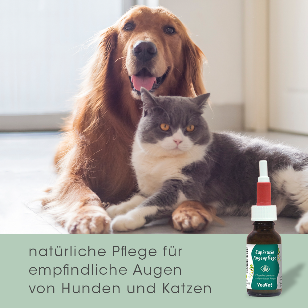 Flasche, Bier, Getränk, Katze, Hund