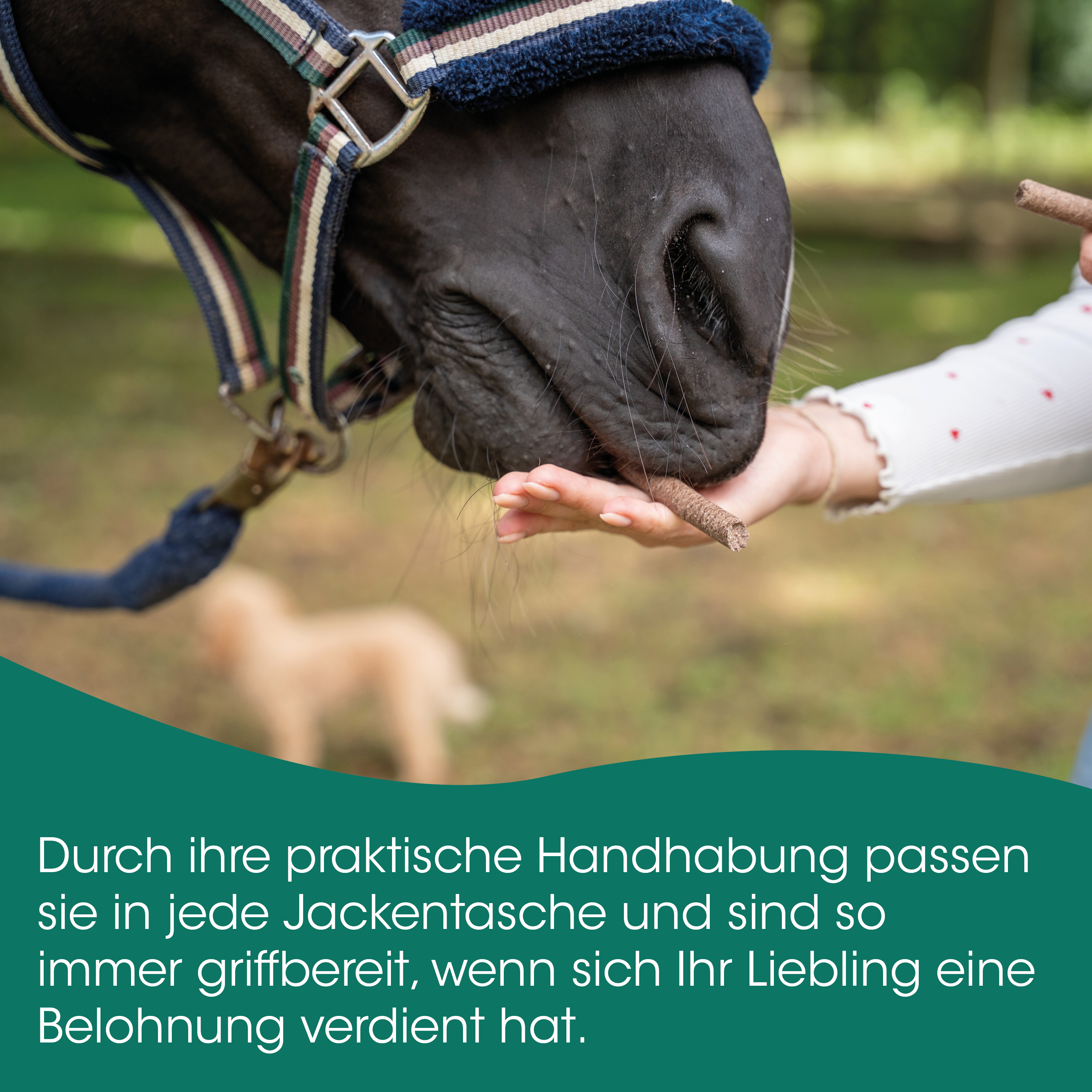 Pferd, Huf, Halter, Hand, Hufpflege