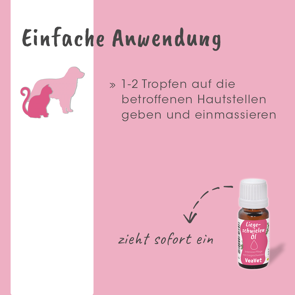 Werbung, Bär, Tierwelt, Kräuterig, Pflanze