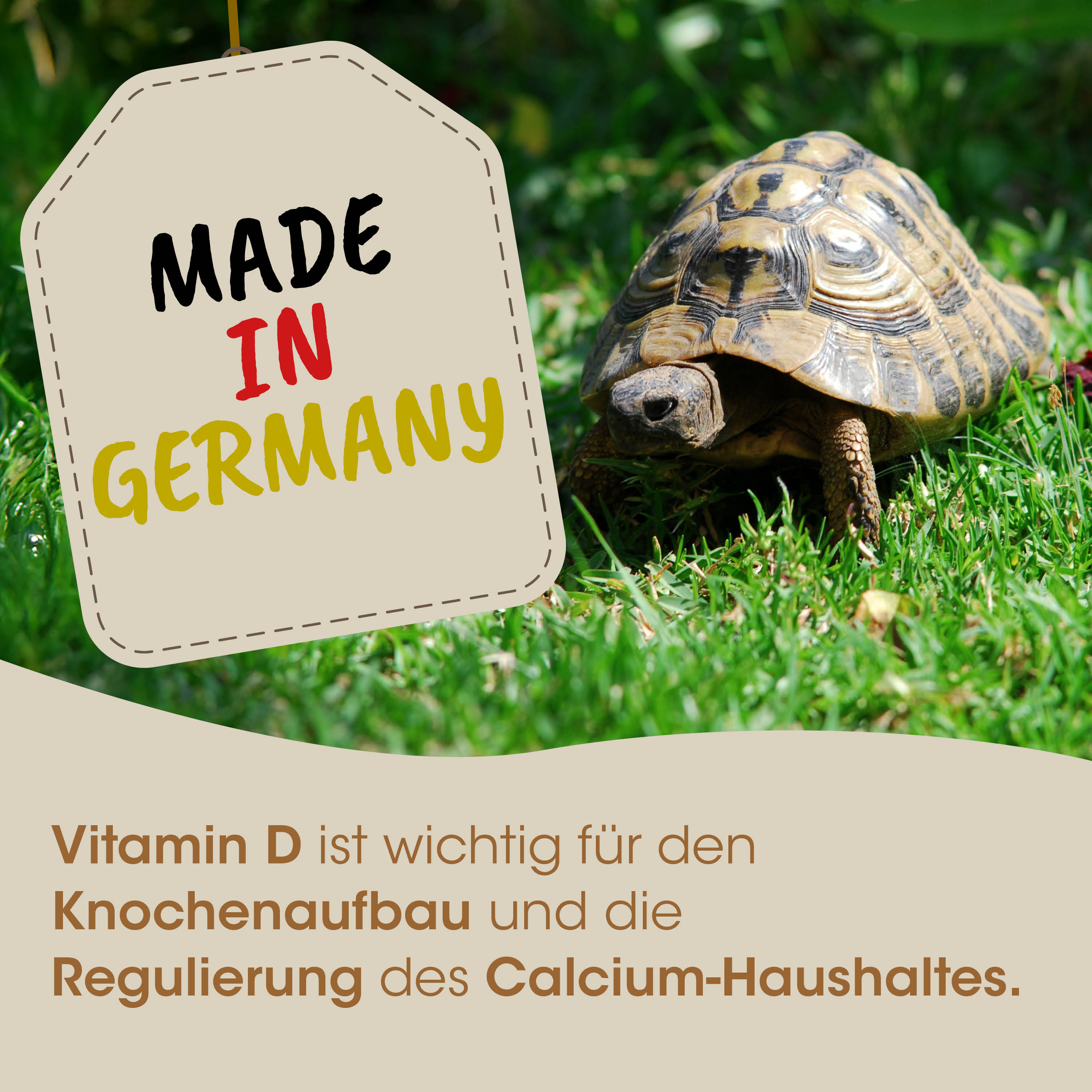 schild, tortoise, garten, tier, deutschland