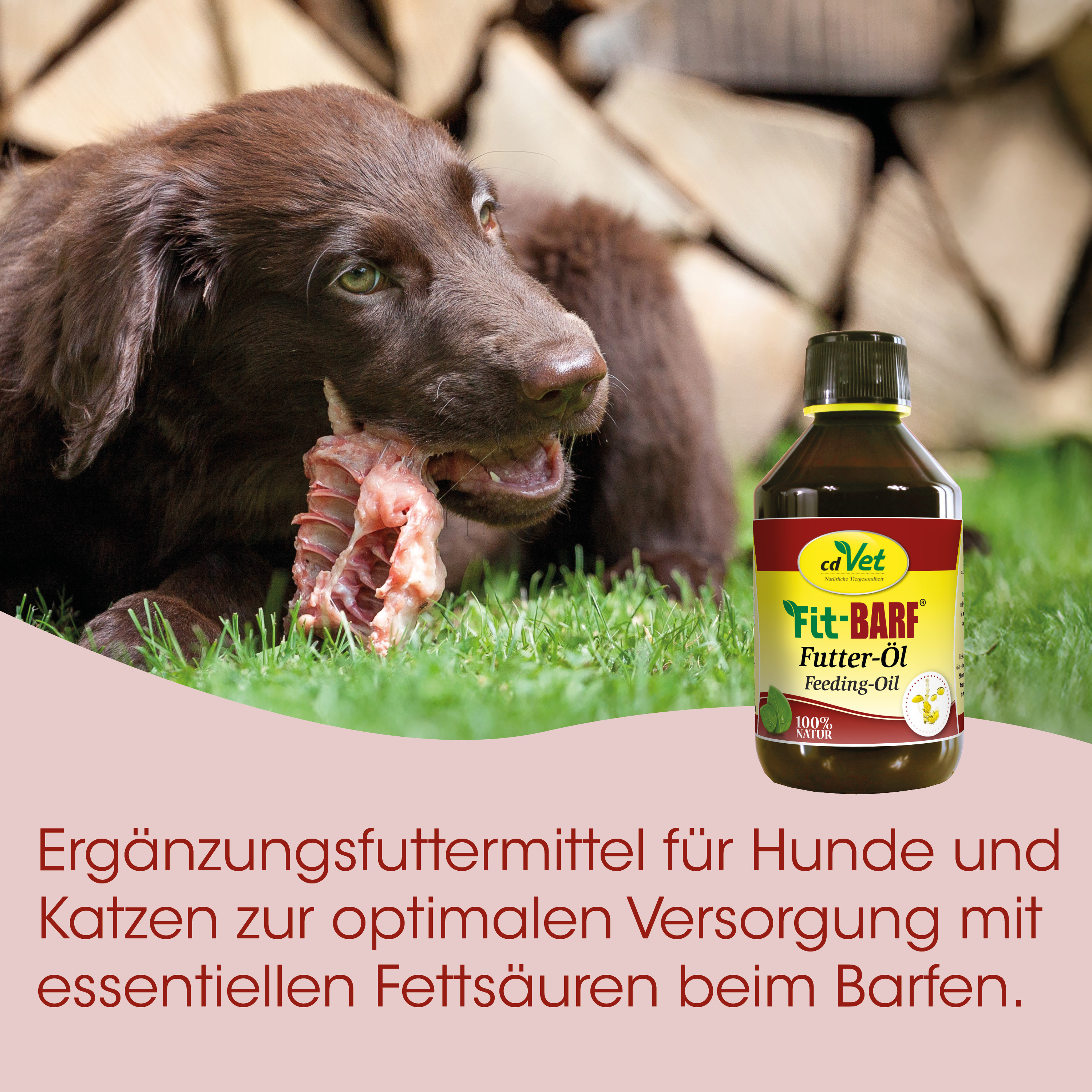 Hund, Futteröl, Futter, Knochenfleisch, Hundebezug