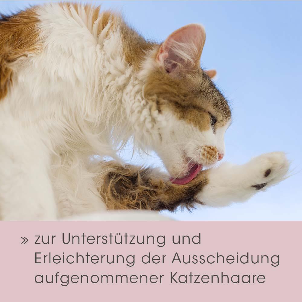 Katze, Tierpflege, Weißes Fell, Braunes Fell, Leckt Pfote